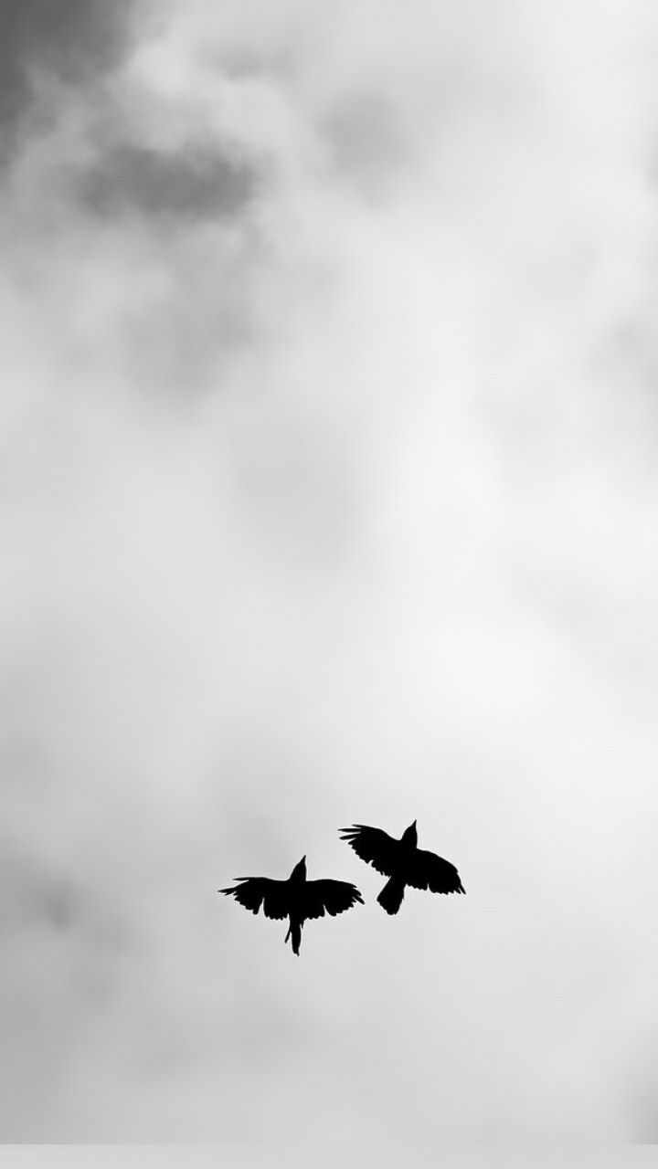 720x1280 Black and White Birds Flying in the Sky Wall Art. Black and white sky background, White bird black background, Two birds flying in cloudy sky