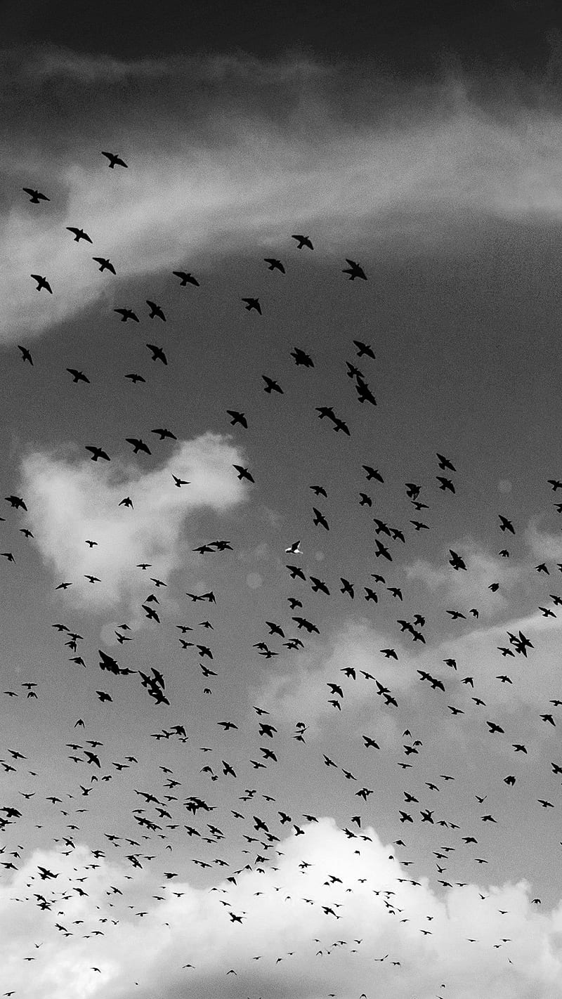 800x1422 Birds in the sky, animal, nature, black and white, HD phone wallpaper