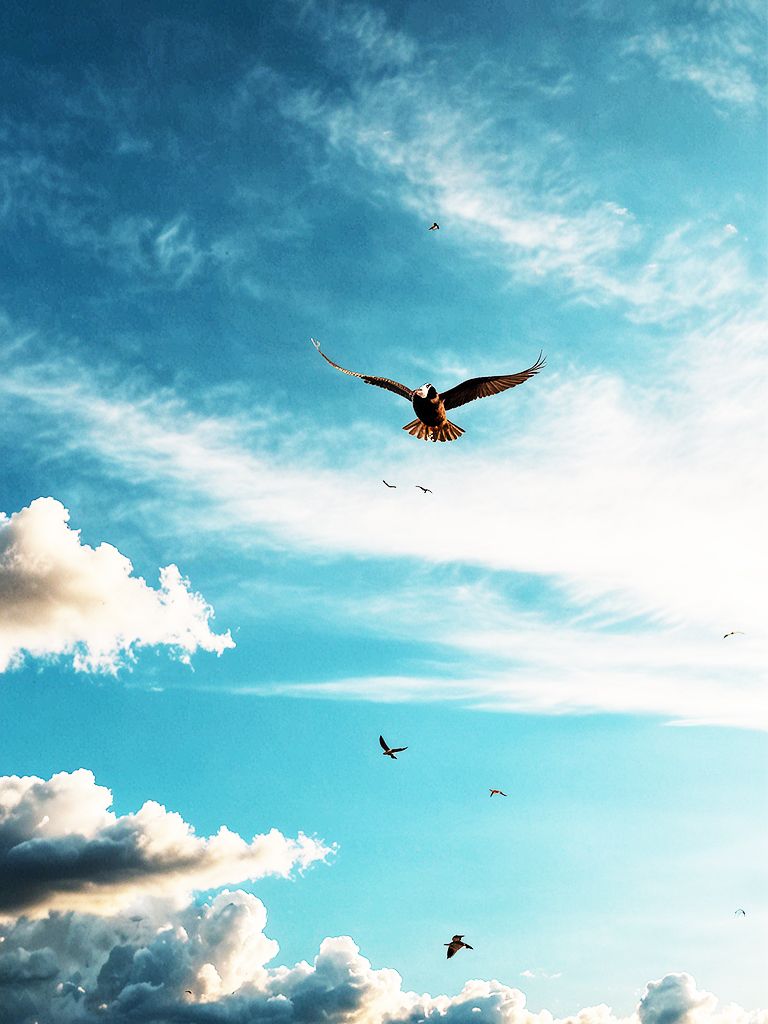 768x1024 Bird Flying In The Sky Photo. JPG Free Download