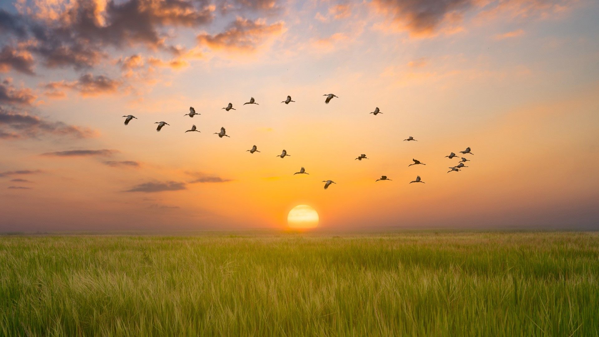 1920x1080 V shaped bird flying in an orange sky with a shining sun at sunset over rice field. Windows Spotlight Image