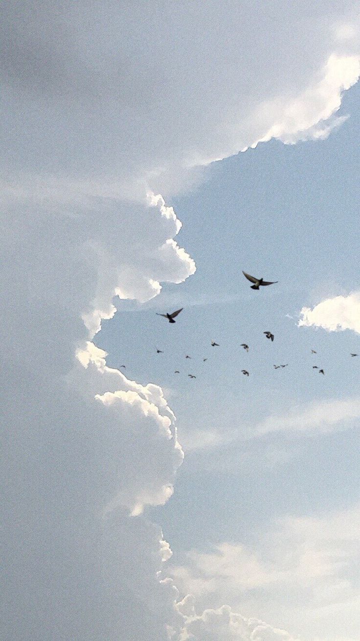 736x1309 Blue Aesthetic Birds Flying in the Sky Wallpaper. Birds flying near fluffy clouds, Sky with