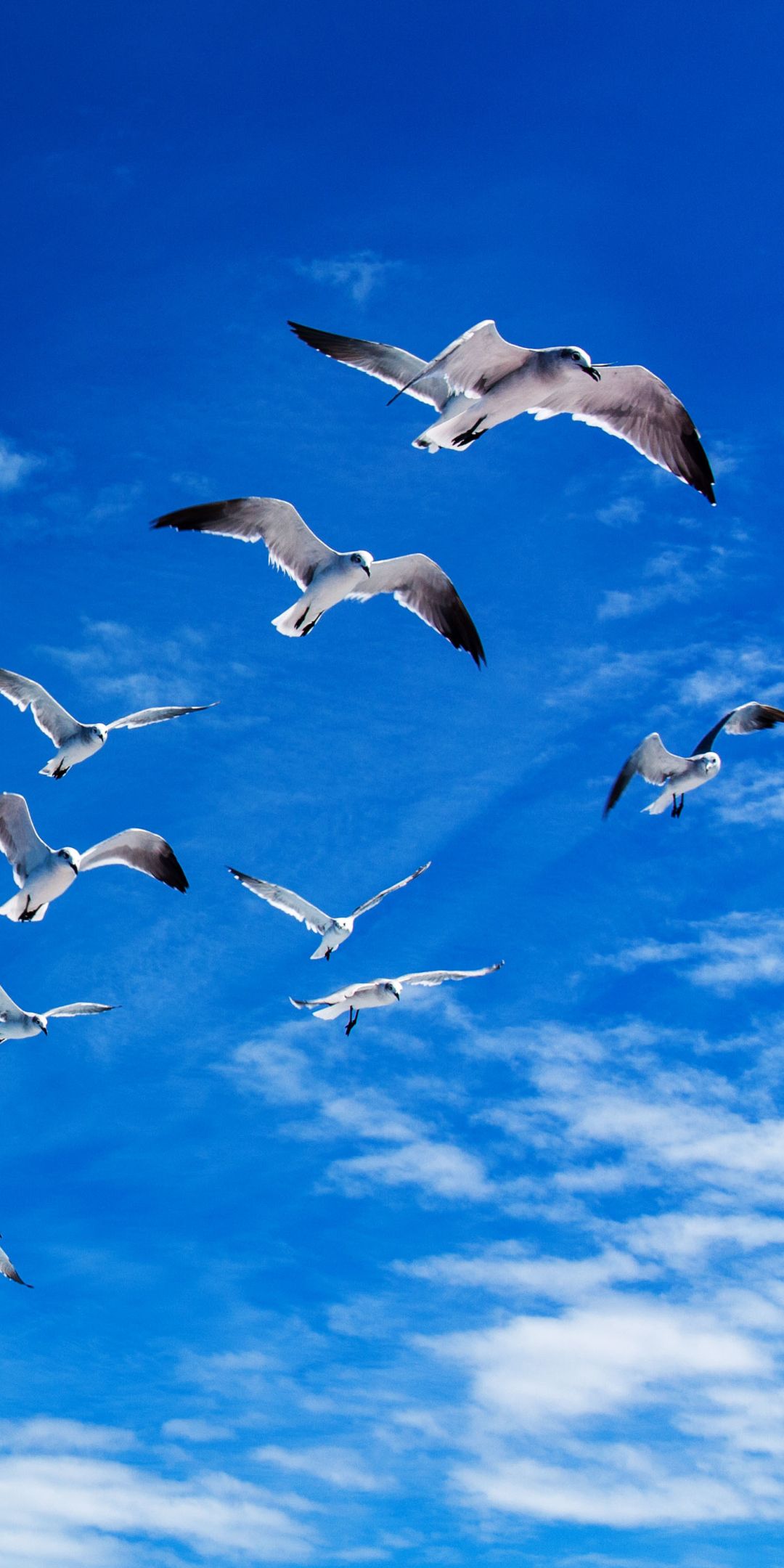 1080x2160 Phone wallpaper: Animal, Seagull, Bird, Sky, Birds 1152955