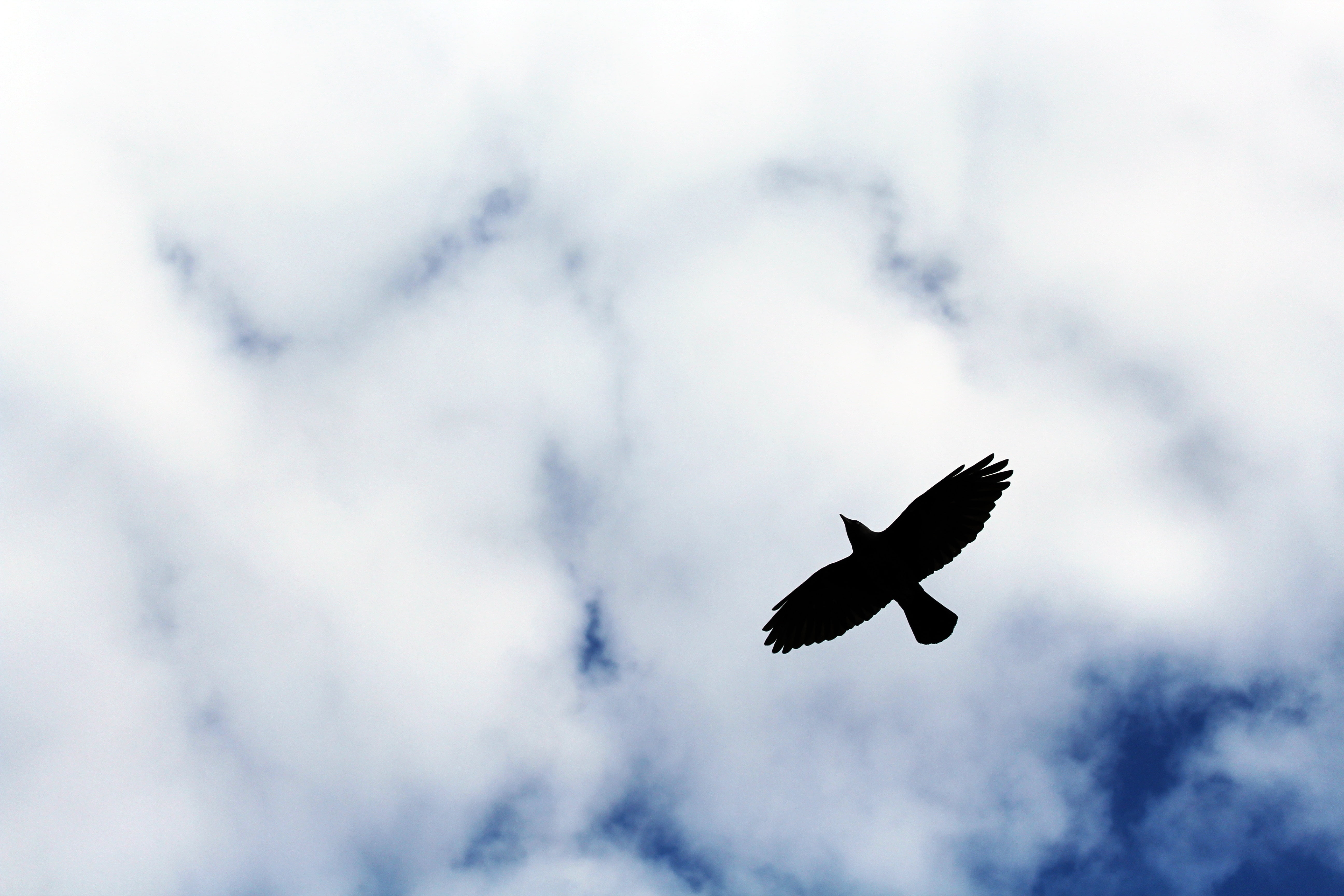 5184x3456 Black bird, Bird, Flight, Sky HD wallpaper