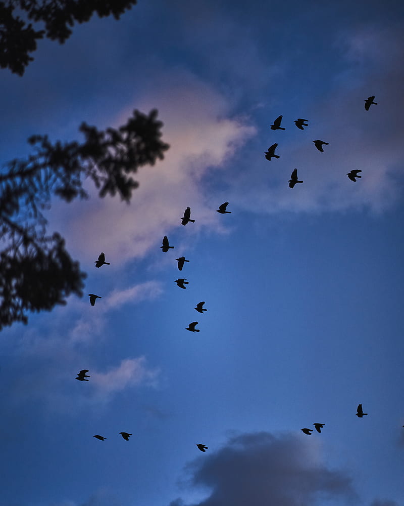 800x1000 Silhouette of birds flying during daytime, HD phone wallpaper