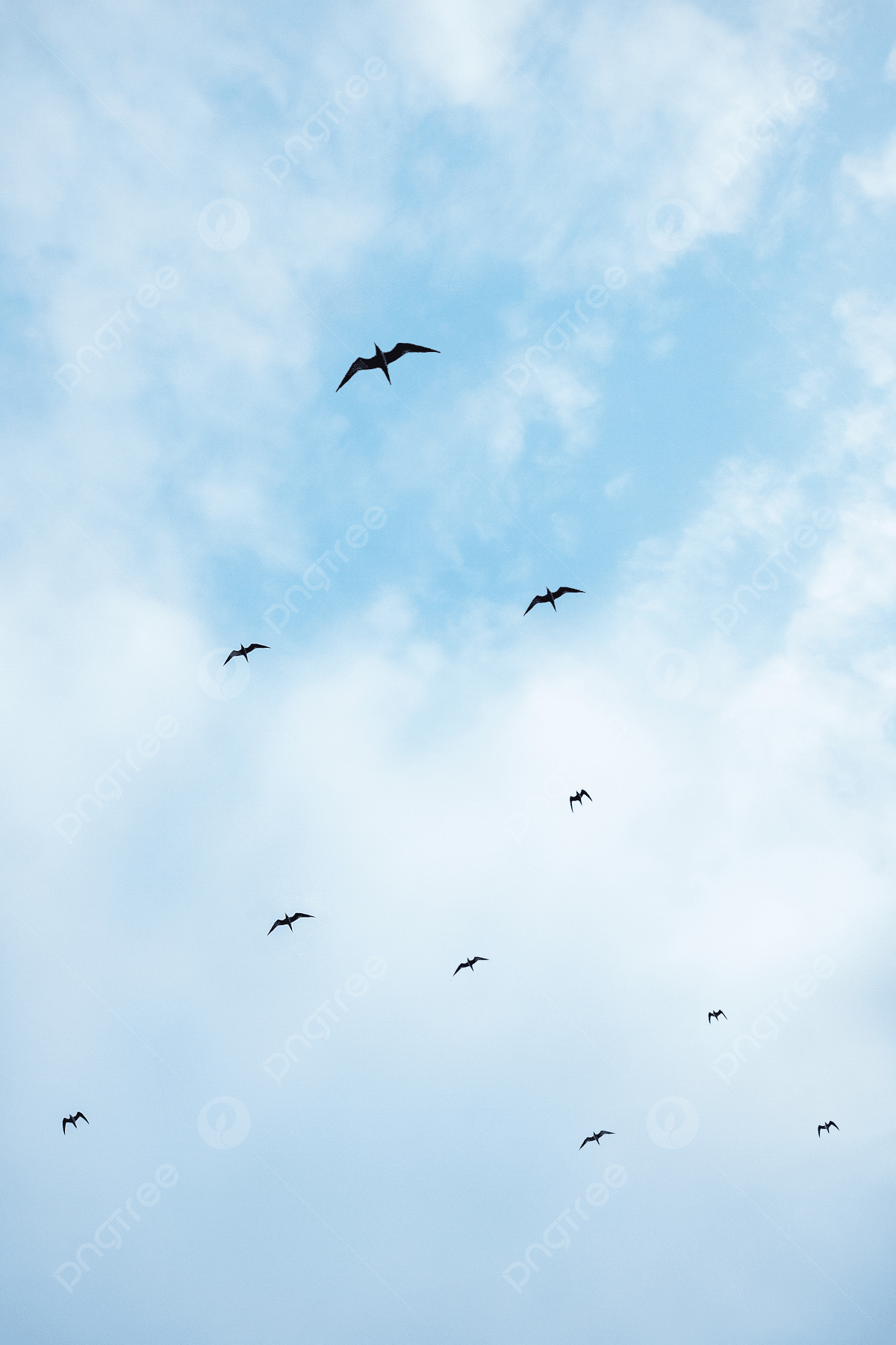 1200x1800 Birds Flying In The Blue Sky And White Clouds Background Wallpaper Image For Free Download