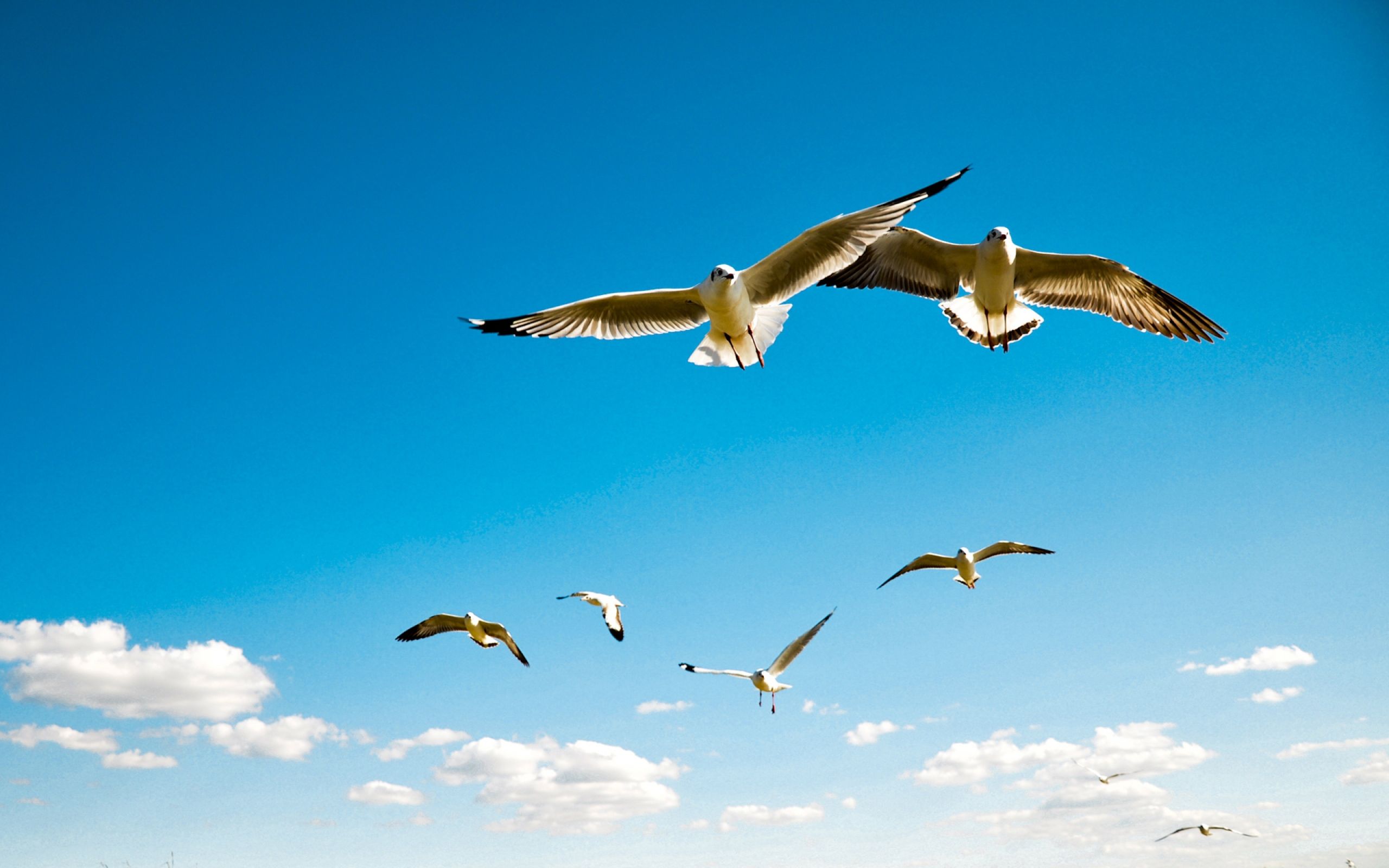 2560x1600 Birds In Sky Wallpaper