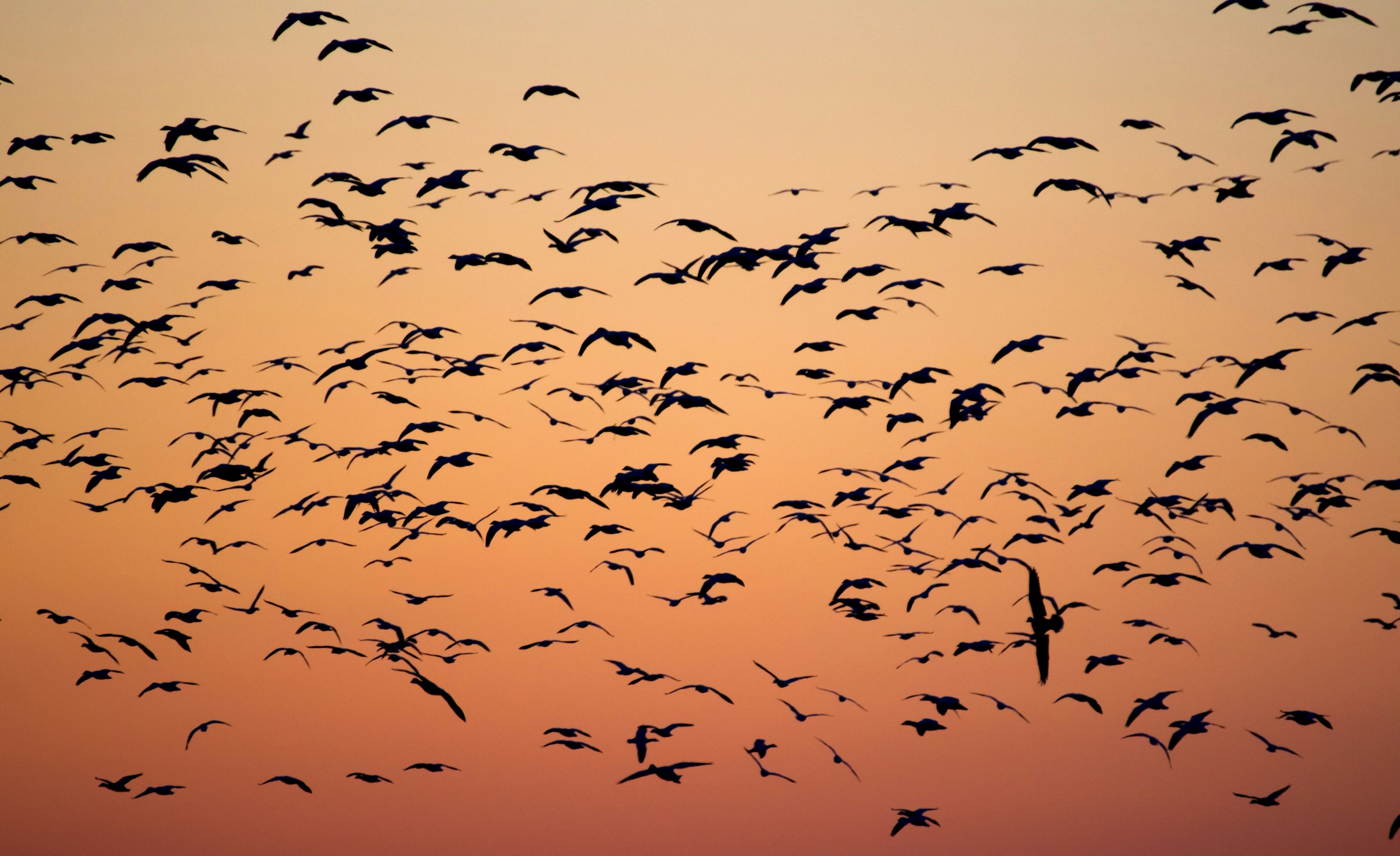 3300x2018 Birds Flying In An Orange Sunset Sky