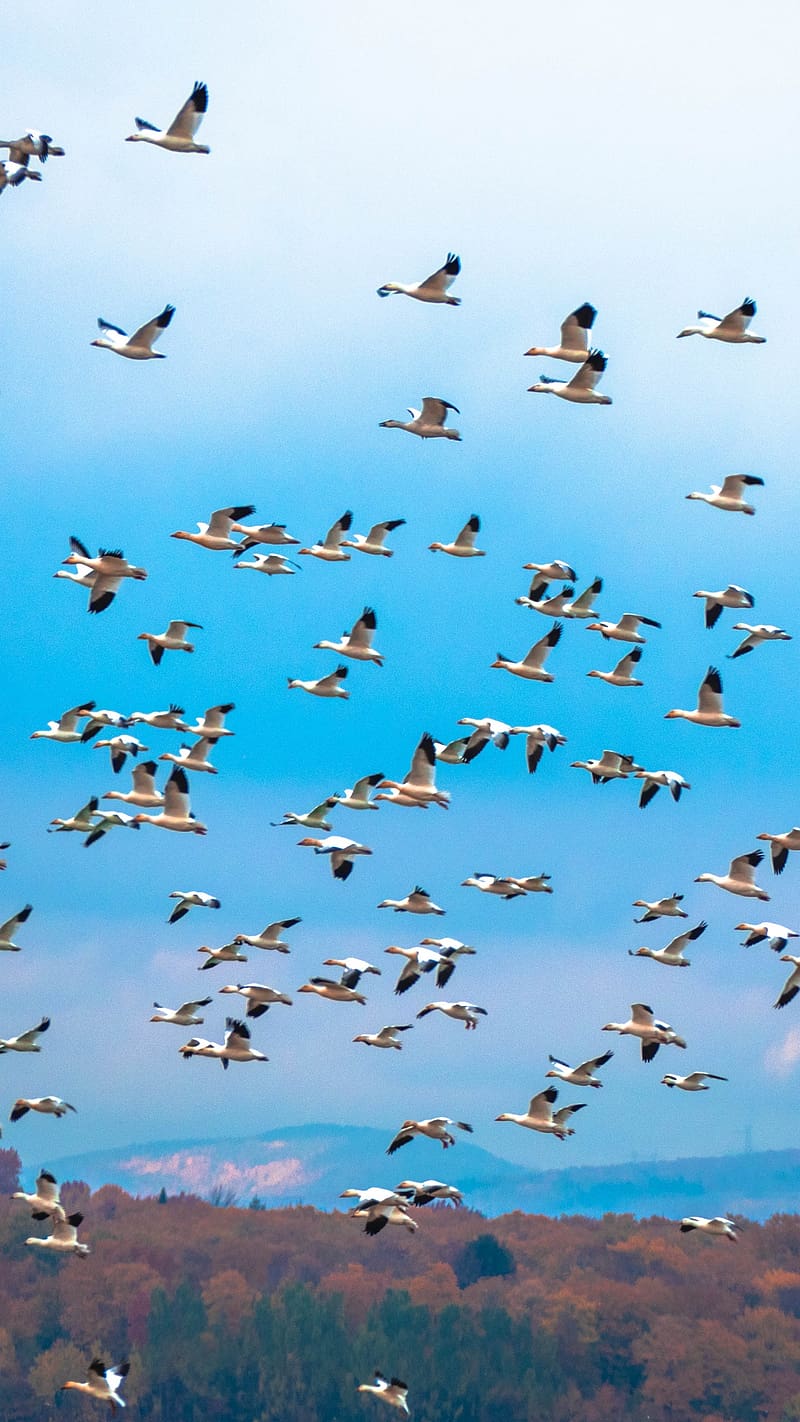 800x1422 Group Of Birds Flying In Clear Sky, birds flying, group of birds, flying in clear sky, HD phone wallpaper