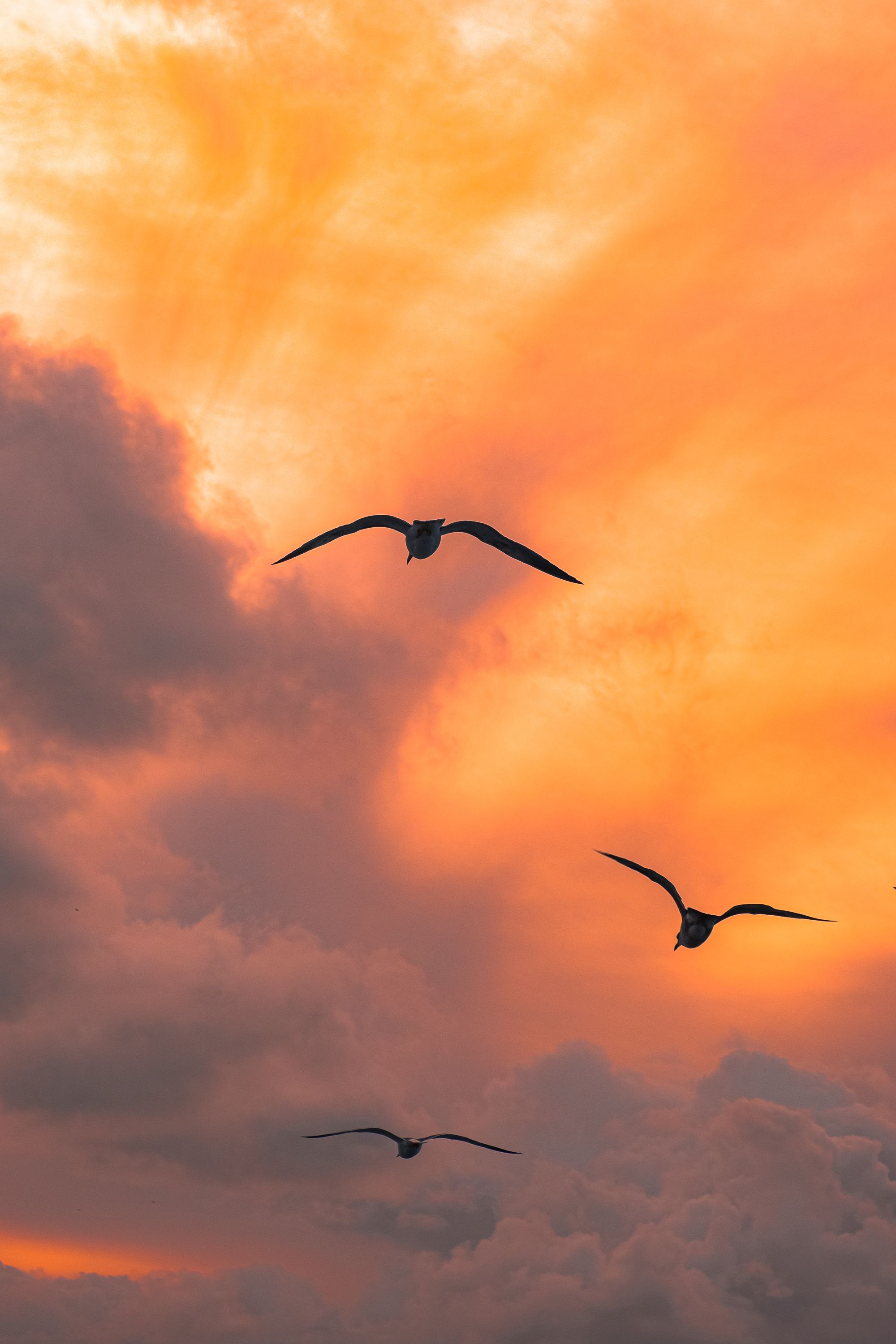 2000x3000 Birds Flying on Sky at Sunset · Free
