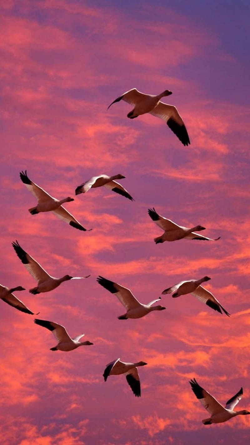 800x1422 Birds Flying, Pink Sky, groups of birds, sunset, HD phone wallpaper