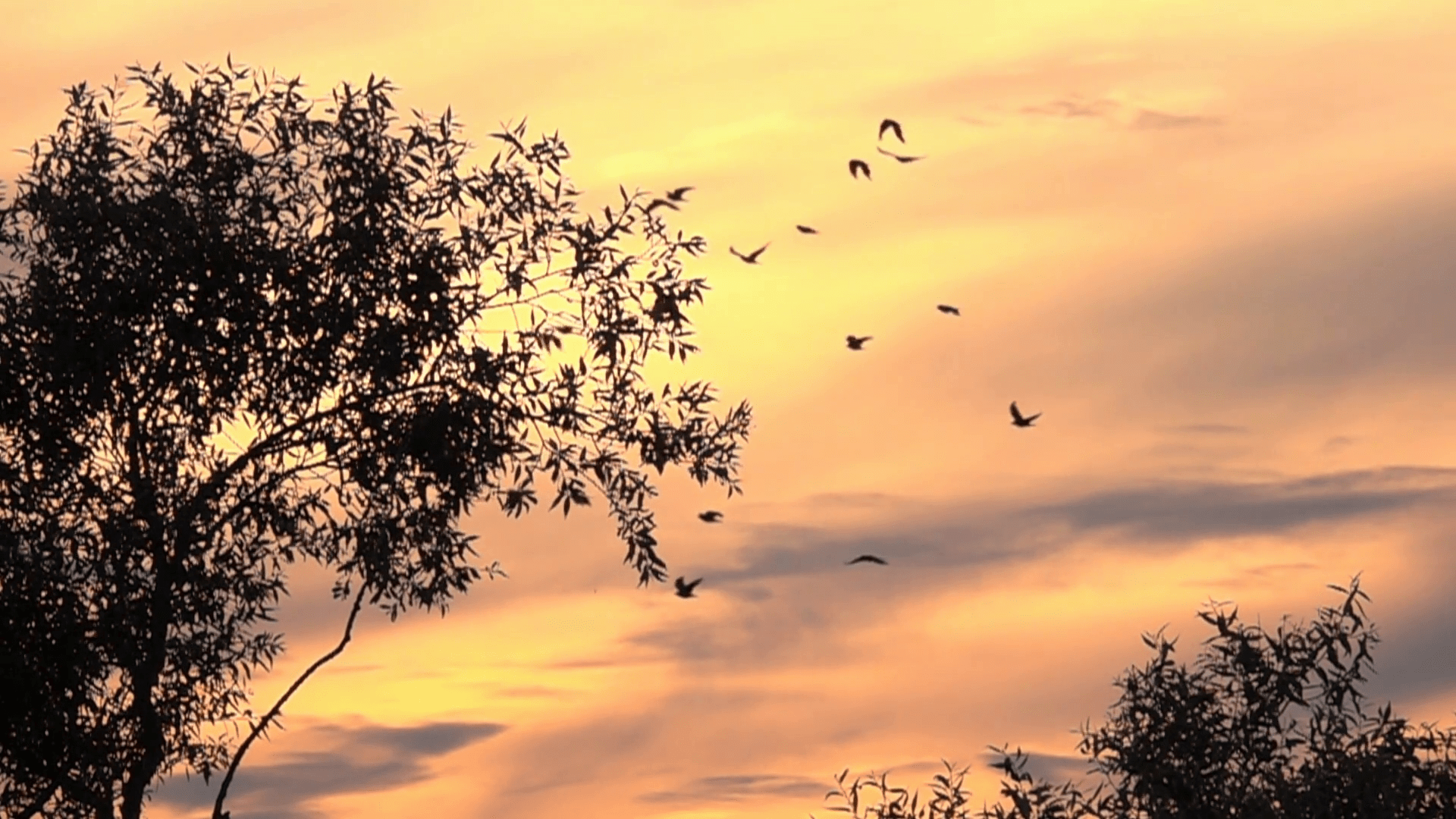 1920x1080 Birds flying in orange sky. Tranquil background nature scene