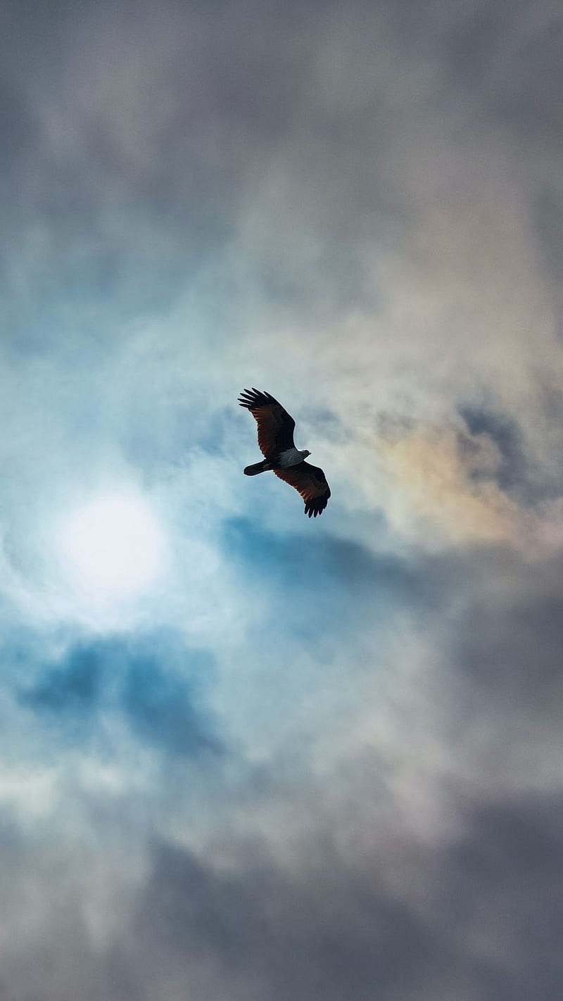 800x1422 King of the sky, animal, bird, eagle, fly, fly high, king, sky, HD phone wallpaper
