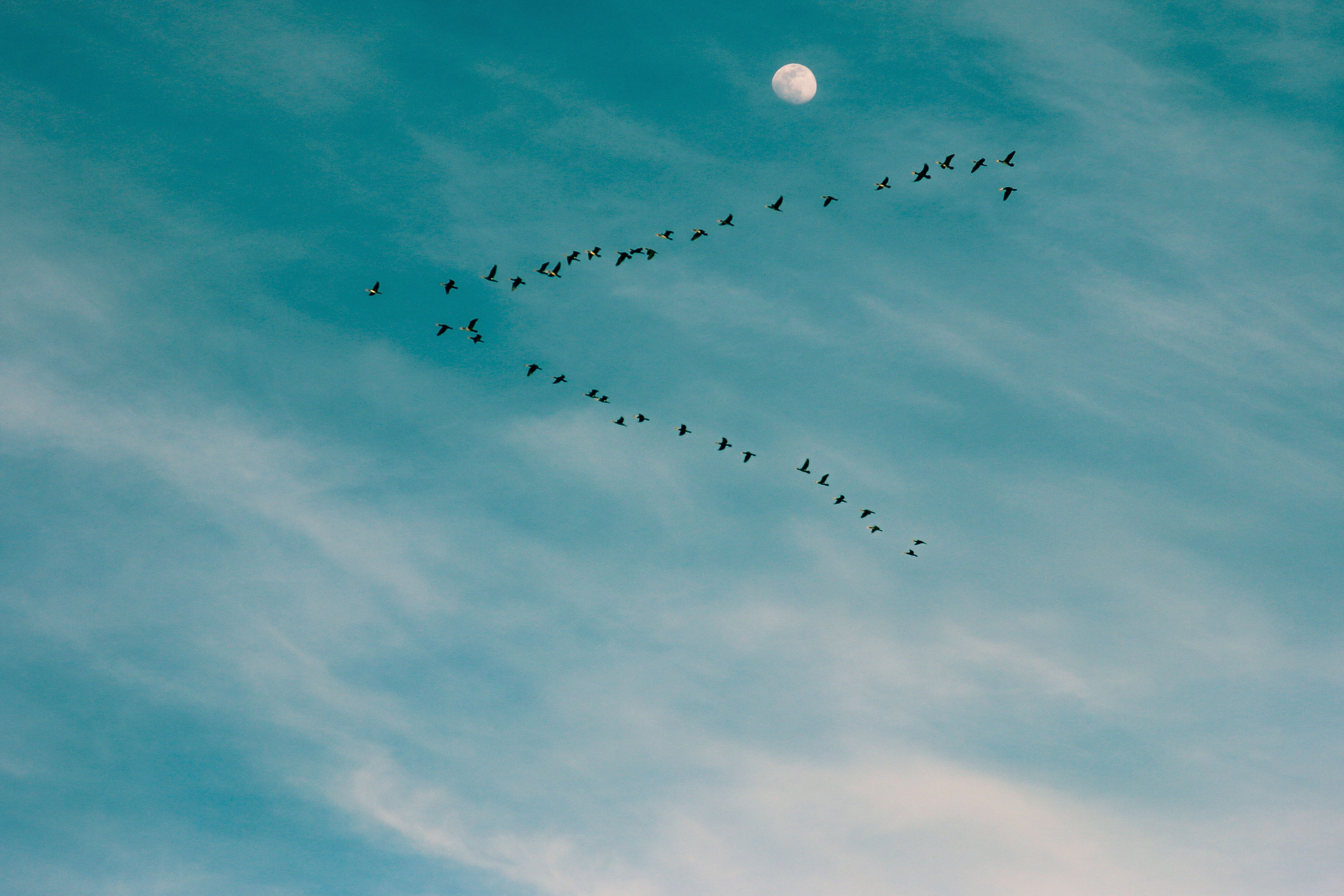5472x3648 Birds On Sky Flying In V Formatiion · Free