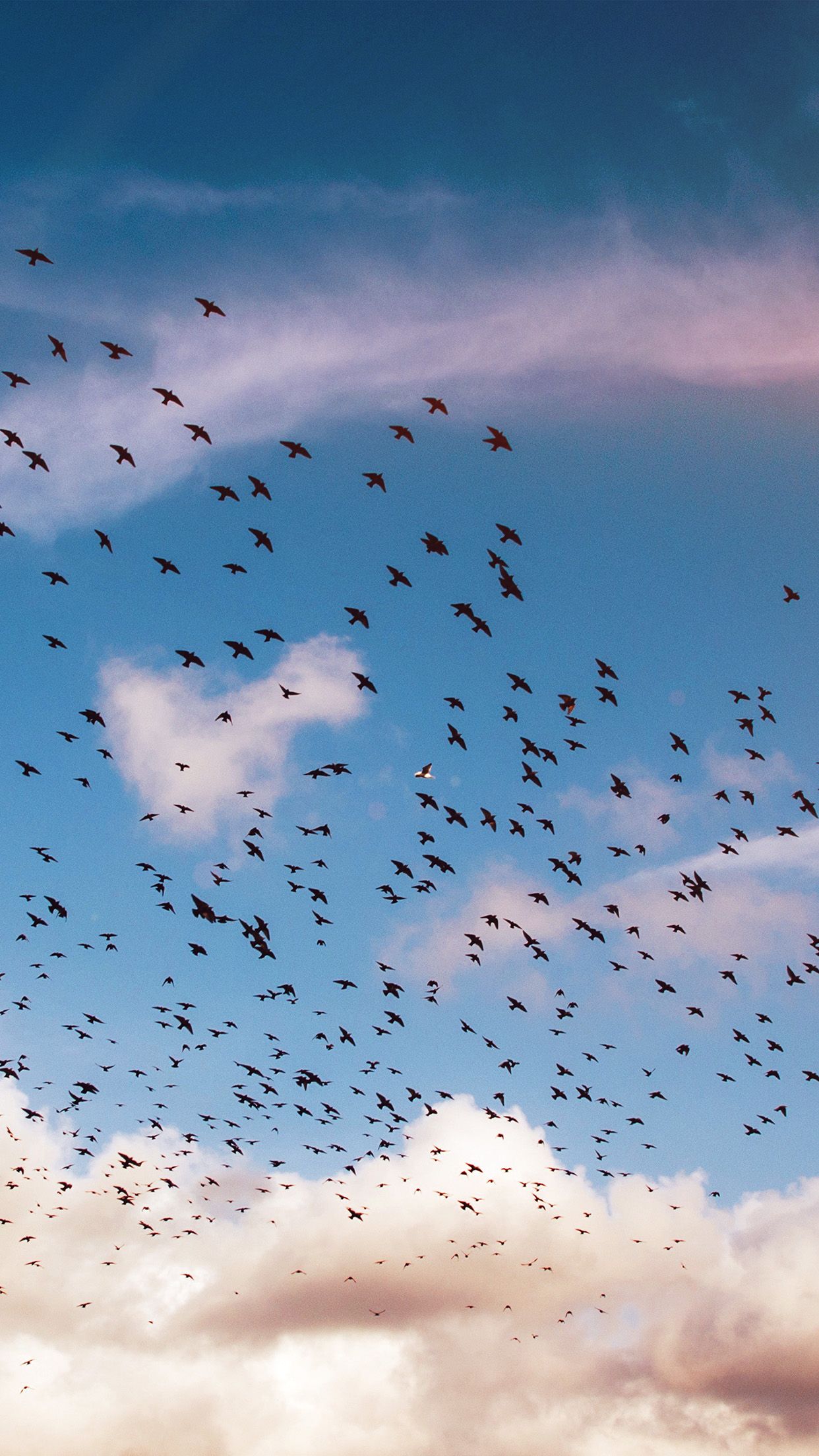 1242x2208 Bird In Sky Wallpaper