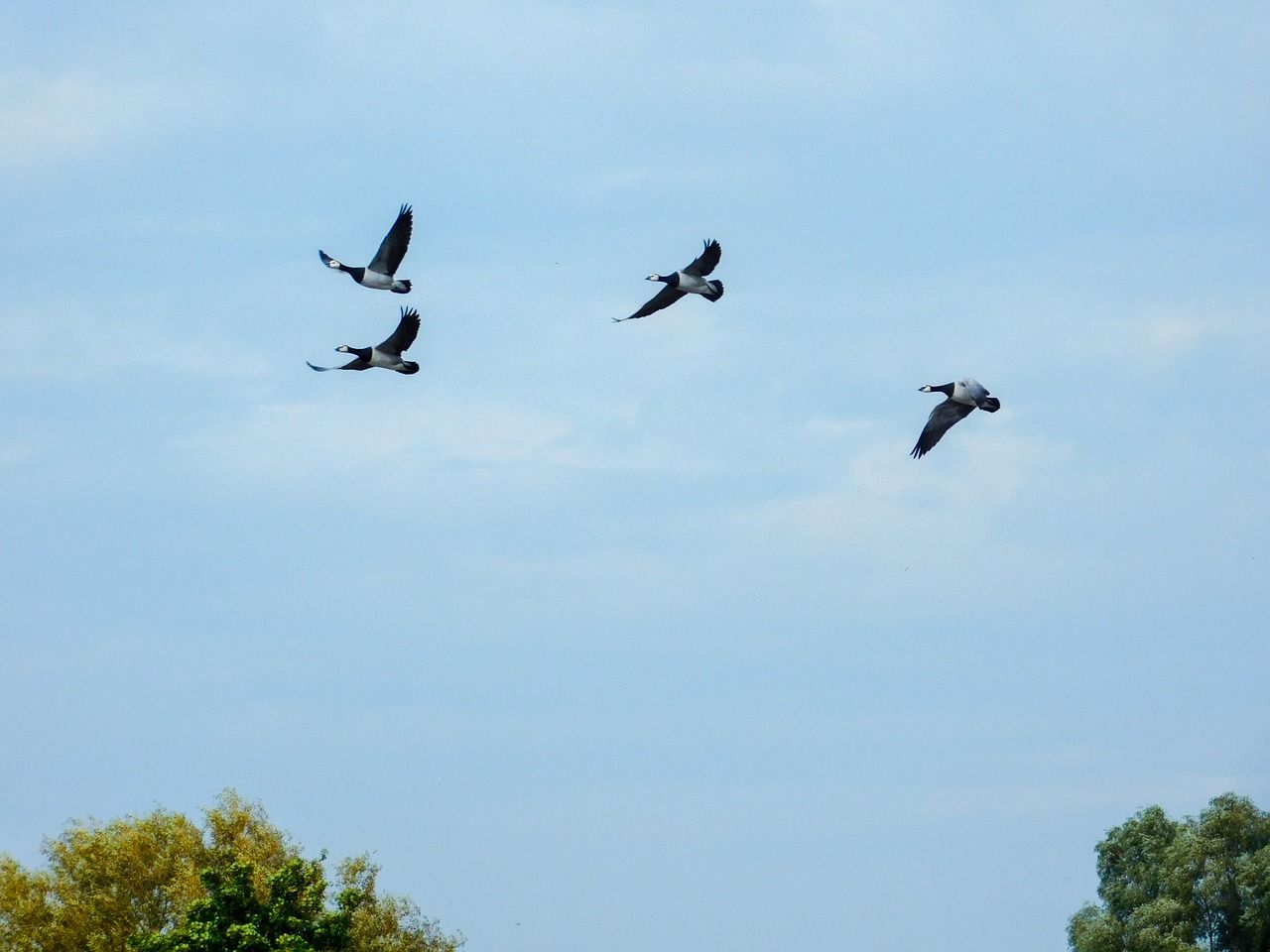 1280x960 Birds in the sky, flying birds, birds, blue sky, free picture