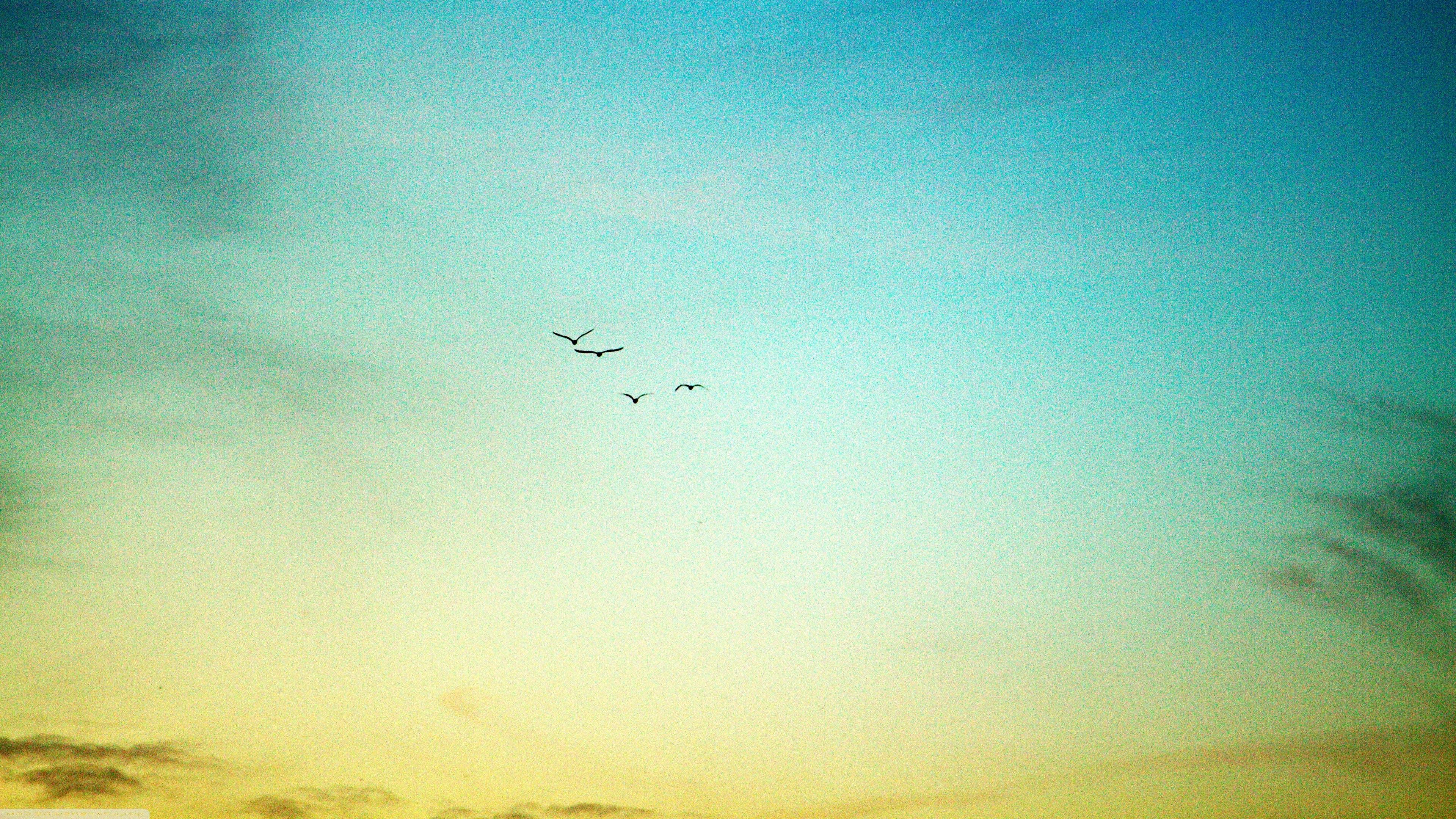 3840x2160 nature, Sky, Birds Wallpaper HD / Desktop and Mobile Background