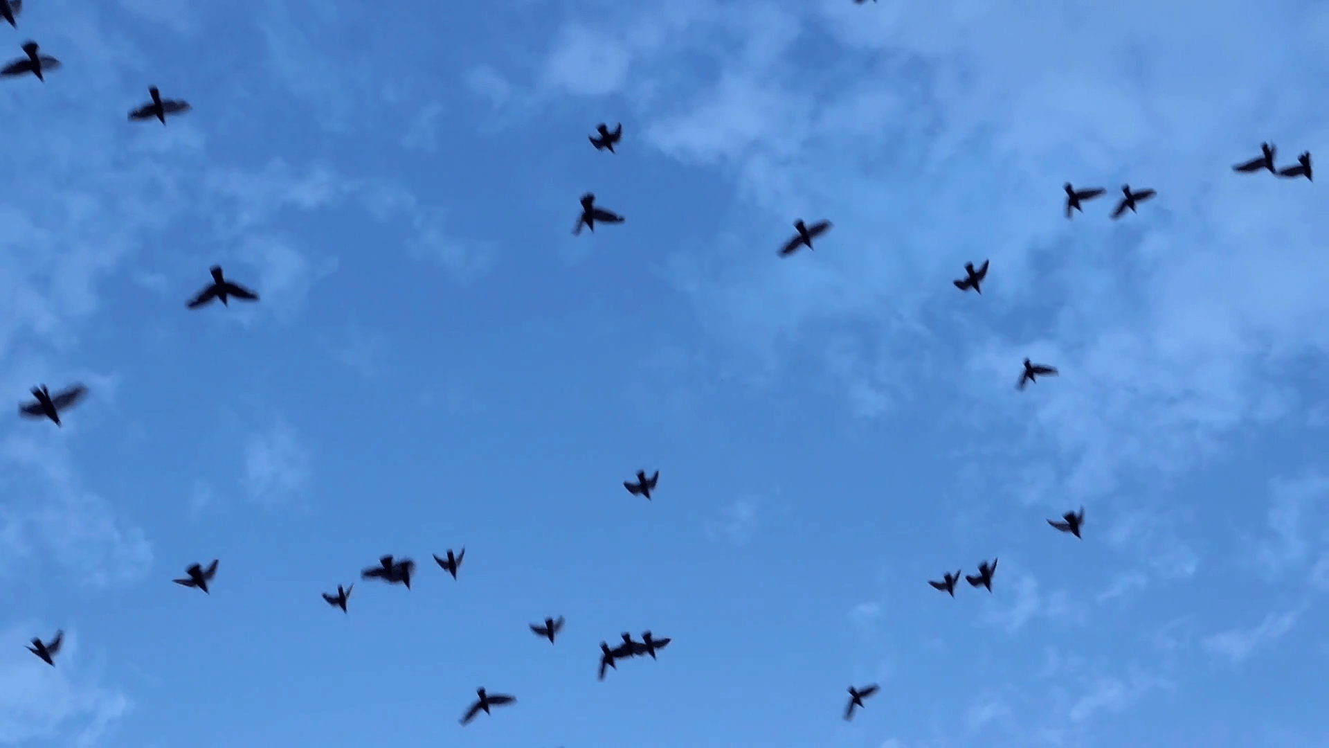 1920x1080 Birds Are Flying On Sky