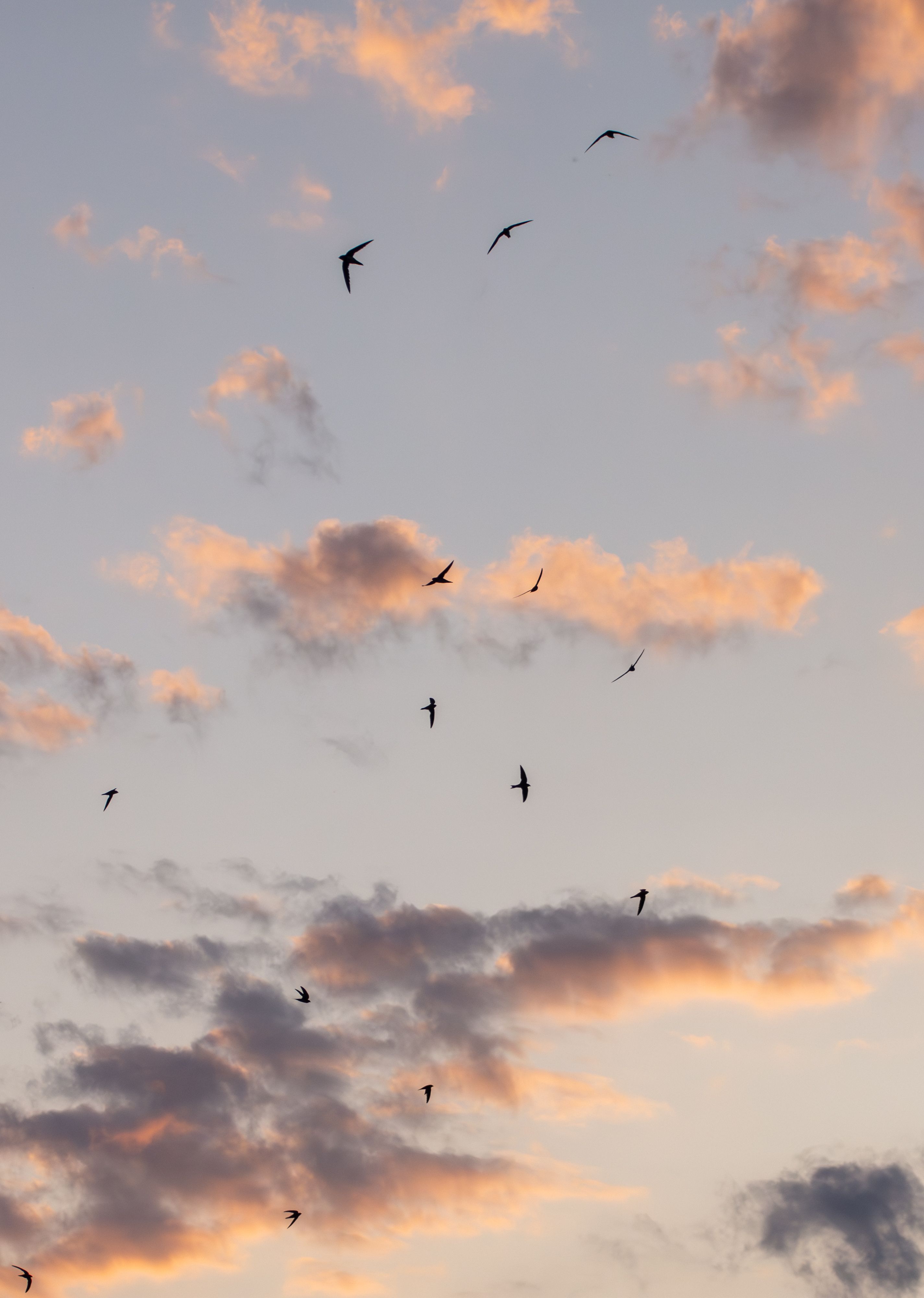 2849x4000 Birds In The Sky Photo, Download The BEST Free Birds In The Sky & HD Image