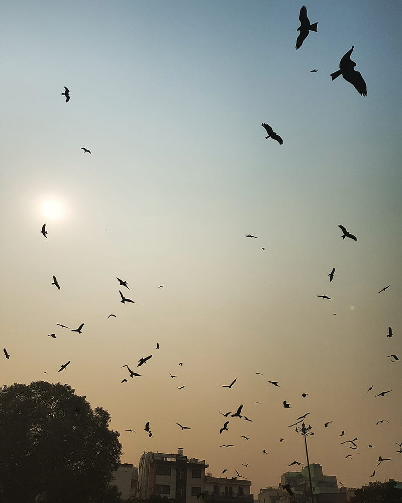 800x1000 Birds flying in sky, birds, building, flying, nature, sky, tree, HD phone wallpaper