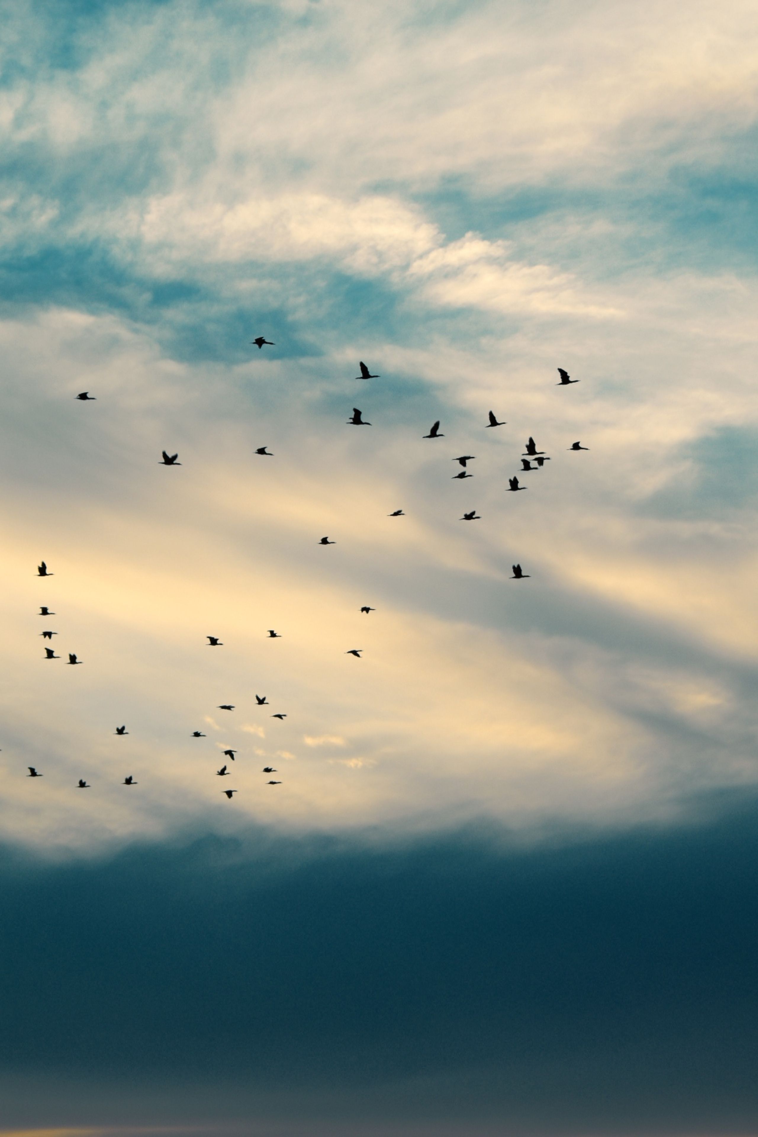 2561x3840 Birds Flying against a Cloudy Sky · Free