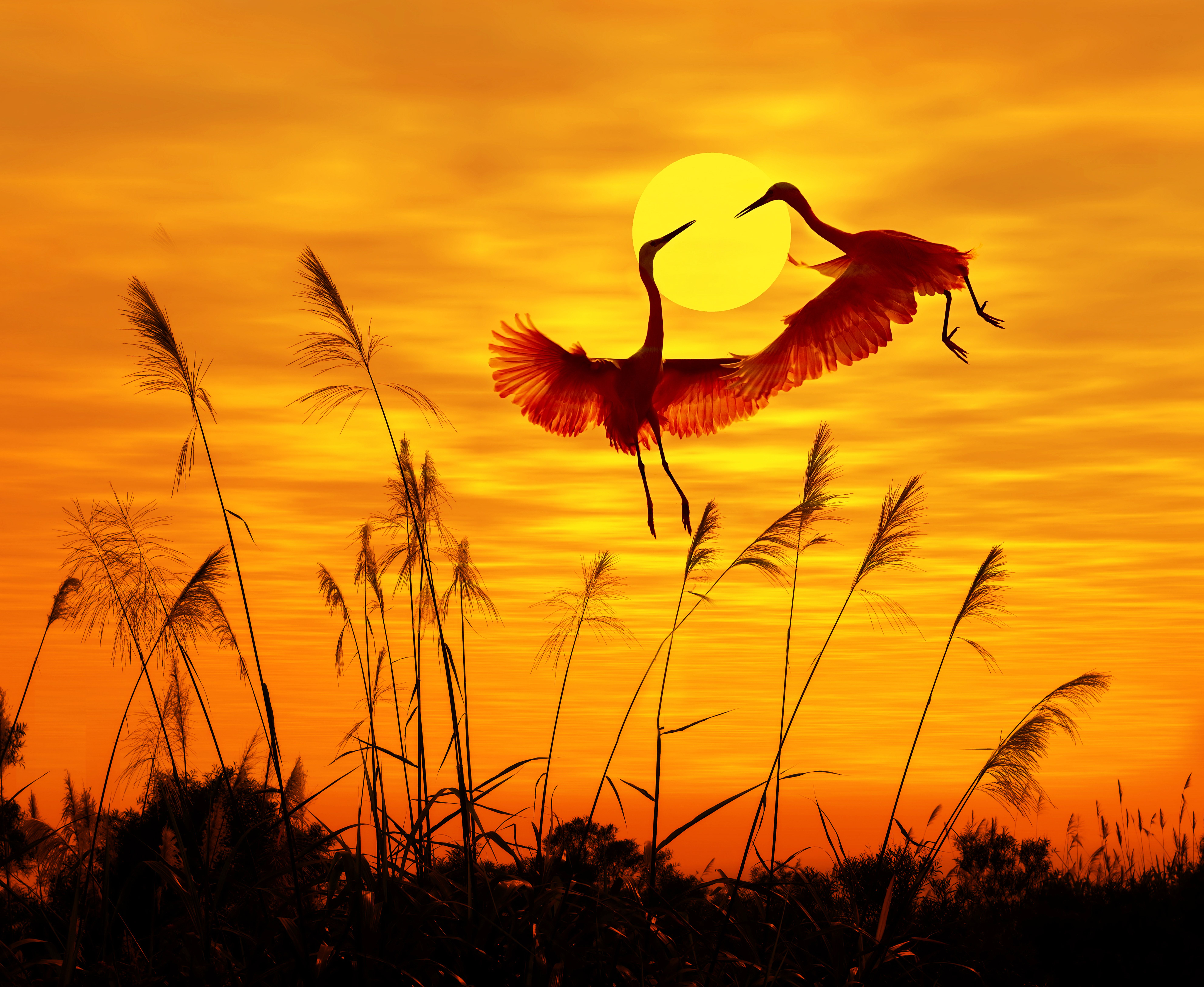 7932x6500 Wallpaper bird, birds, sunlight, sunlight, sunset sky, sunset sky, flying birds, flying birds for mobile and desktop, section животные, resolution 7932x6500