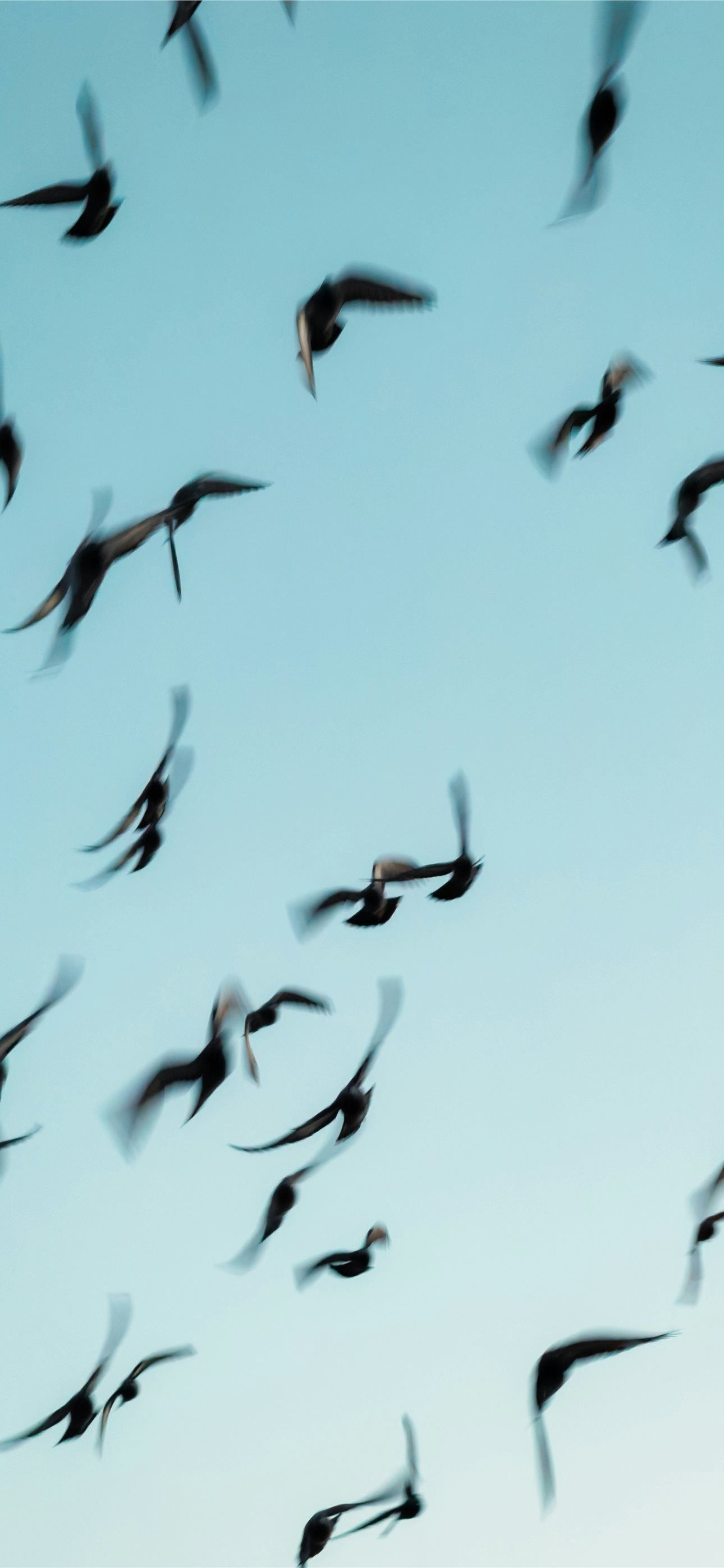 1290x2796 A flock of birds flying against a clear sky iPhone Wallpaper Free Download