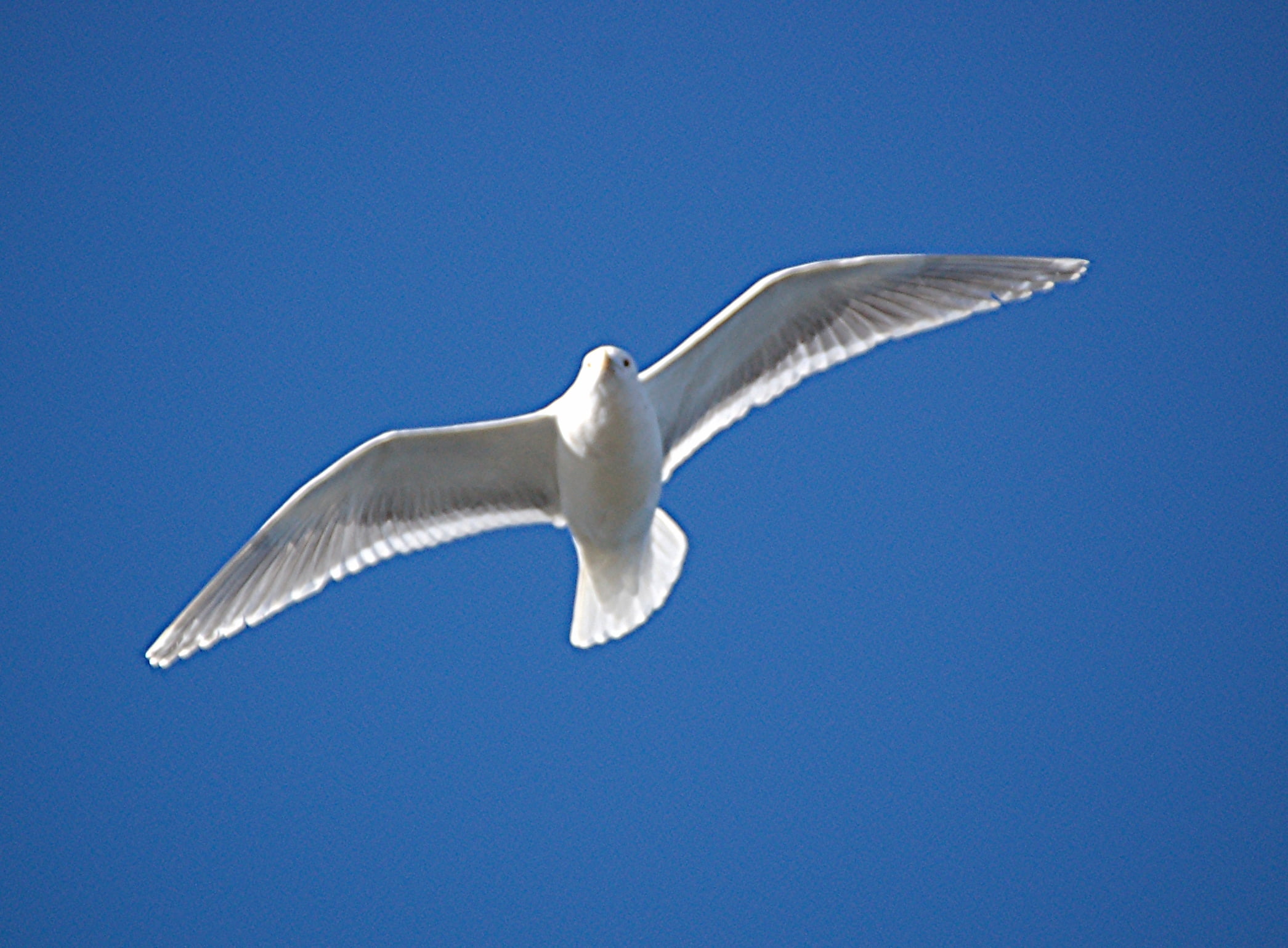 2091x1539 White bird flying in the sky HD wallpaper
