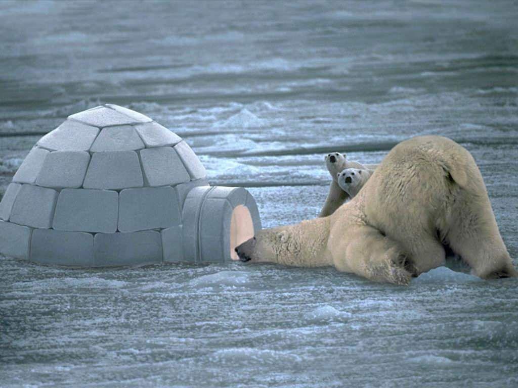 1024x768 Polar Bear Igloo Free PPT Background for your PowerPoint Templates