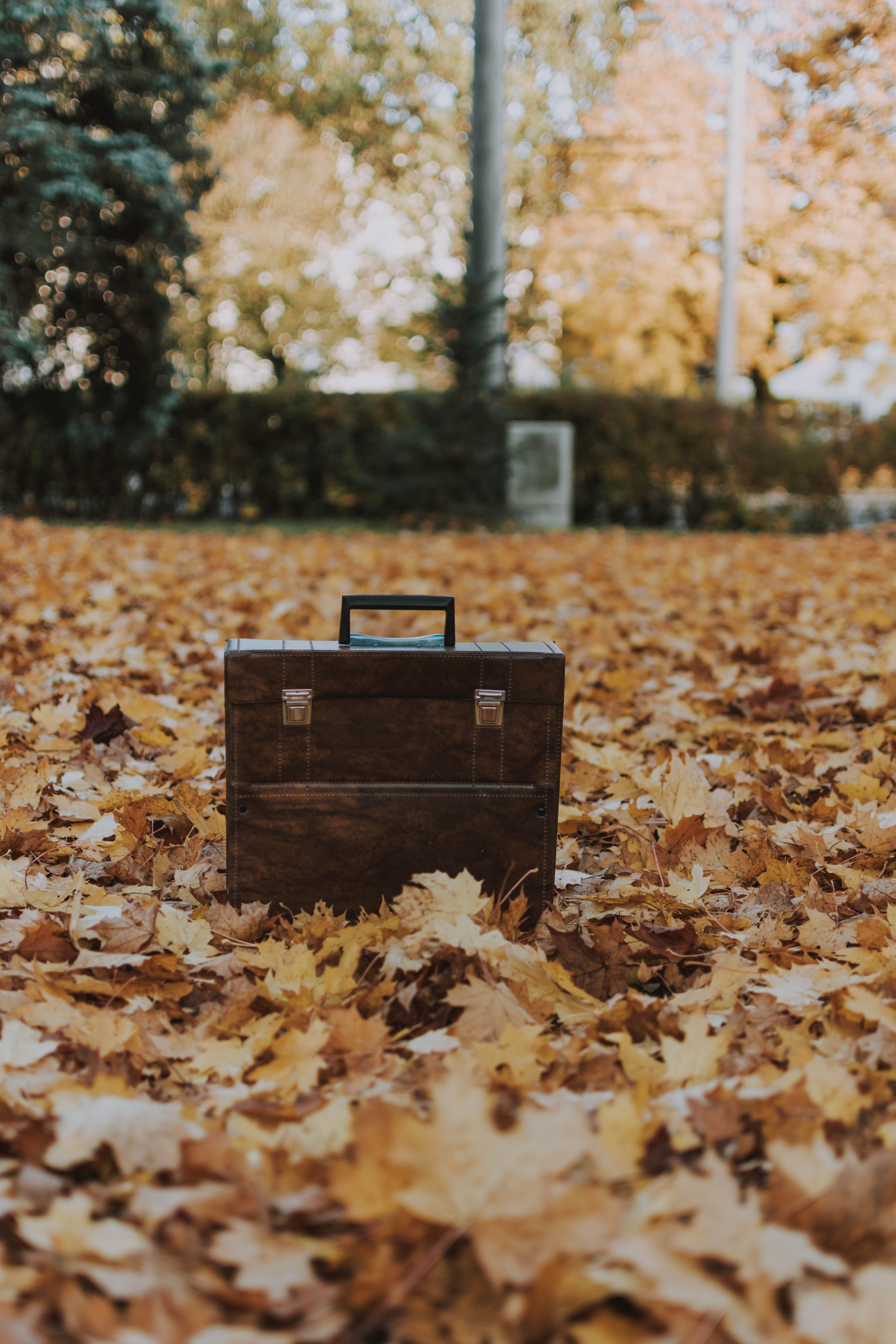 4000x6000 Photo Of Suitcase On Leaves · Free