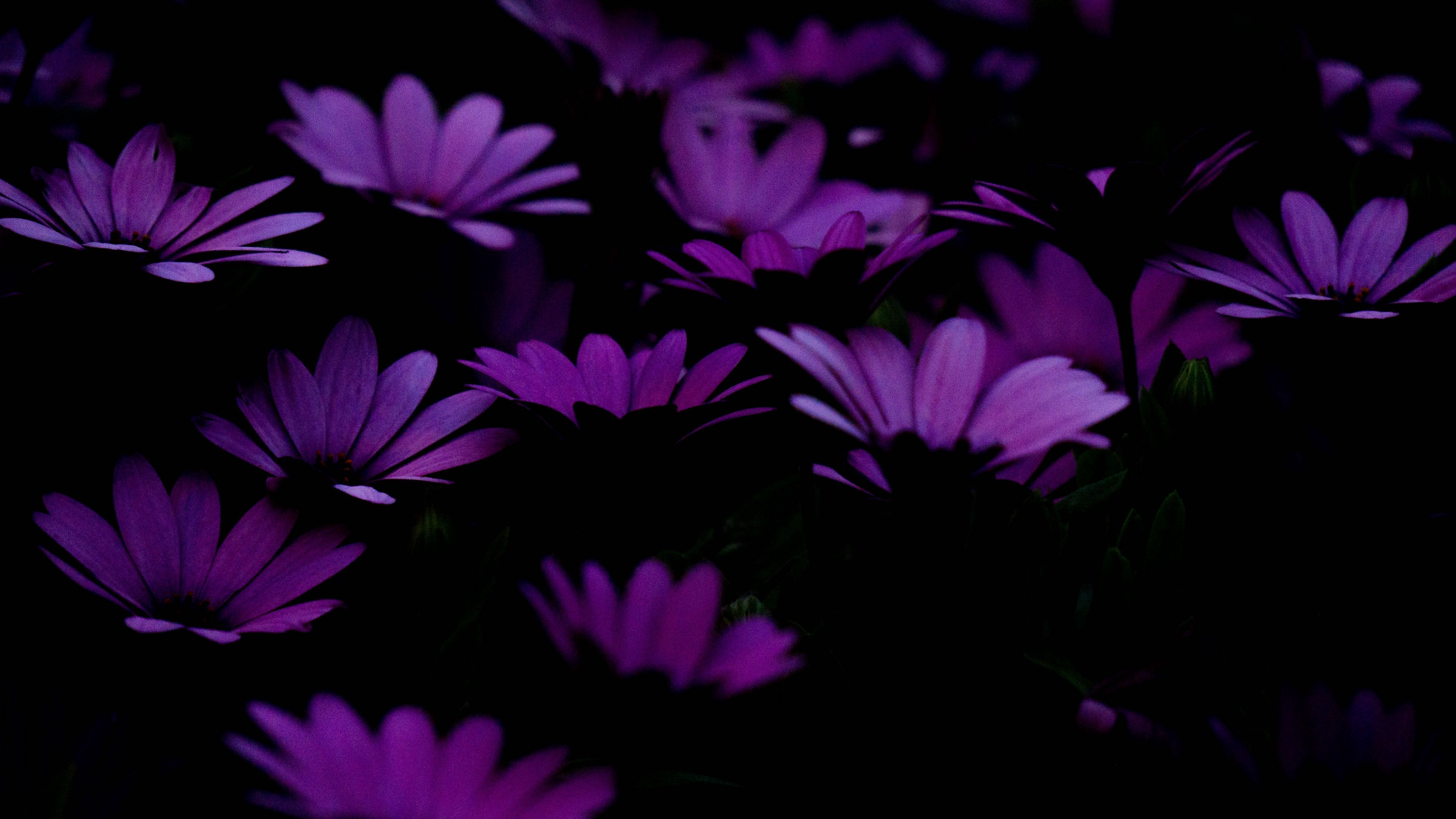 3840x2160 Download wallpaper 3840x2160 flowers, purple, dark 4k uhd 16:9 HD background