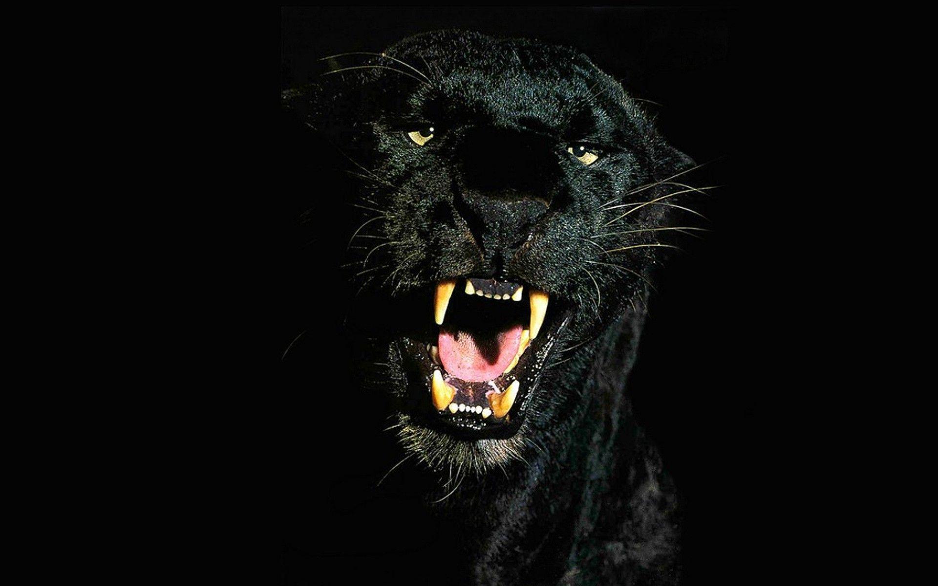 1920x1200 Free, Wildlife, Life, animals, 4k, Picture, Panthers, Wallpaper