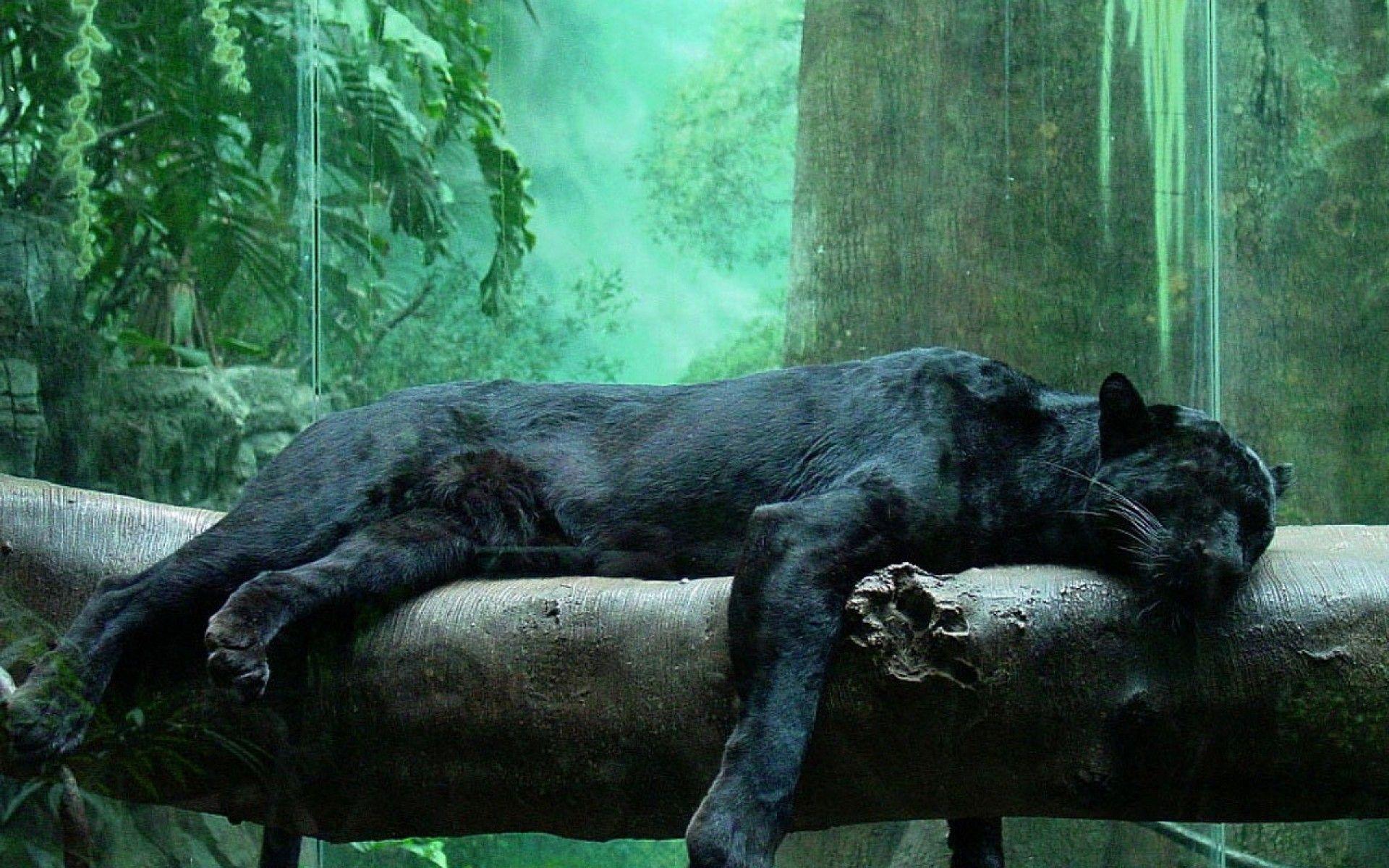 1920x1200 Black Panther Animal Wallpaper HD