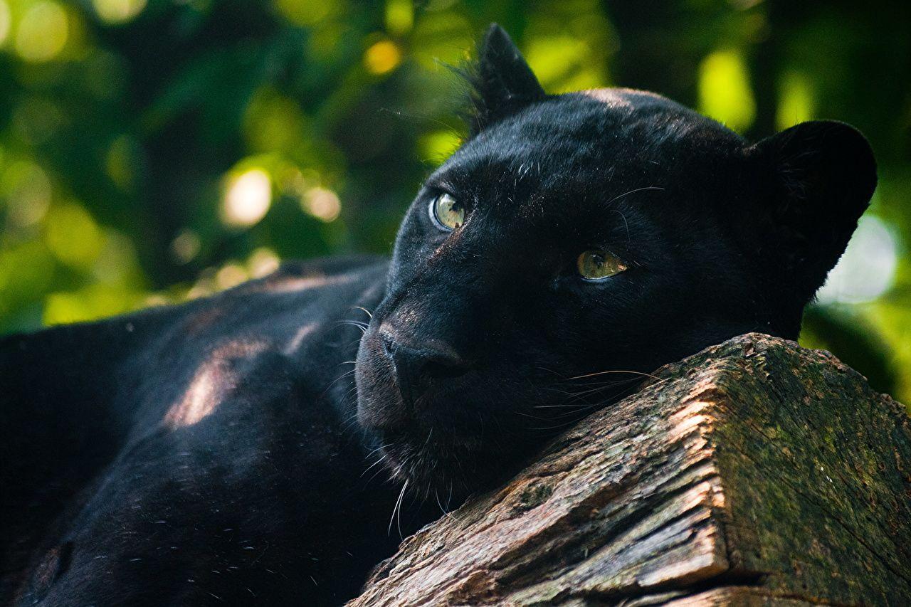 1280x853 Desktop Wallpaper Panthers Big cats Animals