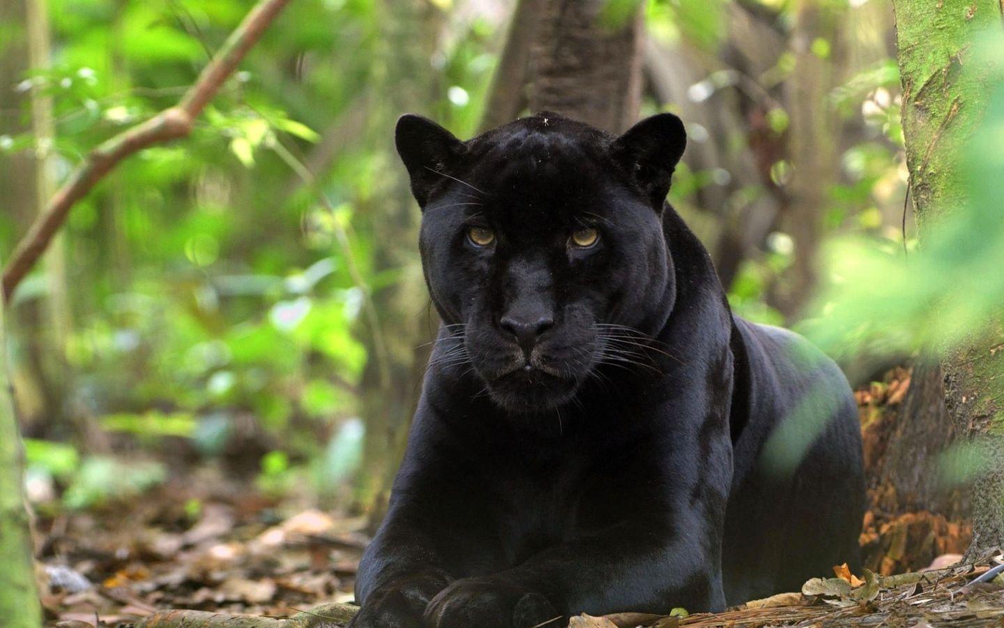 1440x900 Black Panther 2 1440x900 Resolution HD 4k Wallpaper