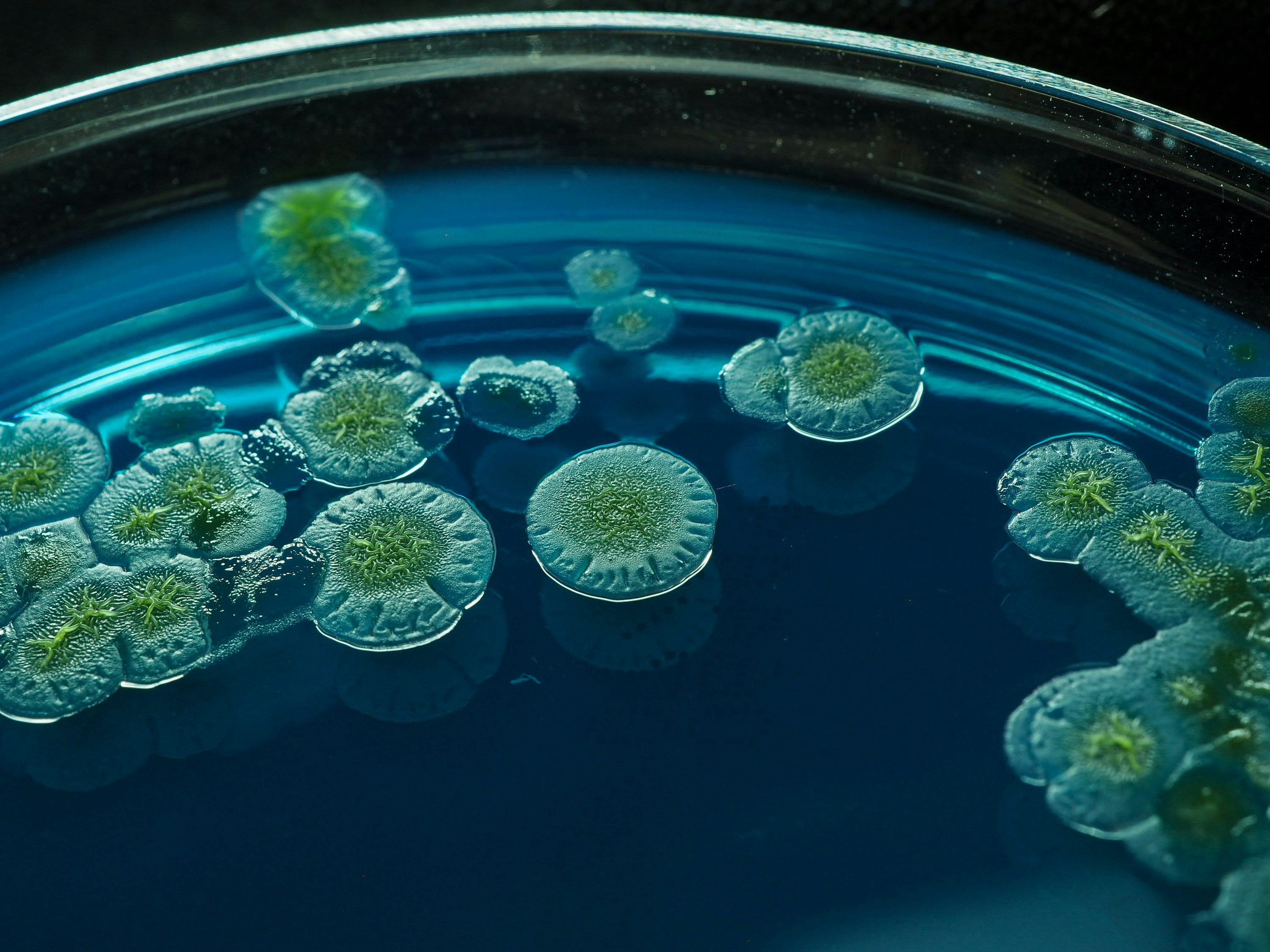 3000x2250 Petri Dish Picture. Download Free Image
