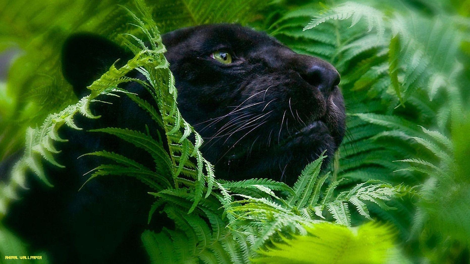 1862x1047 Black Panther Animal wallpaper for Android