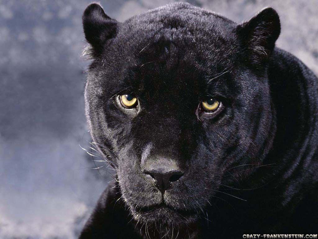 1024x768 Panther wallpaper