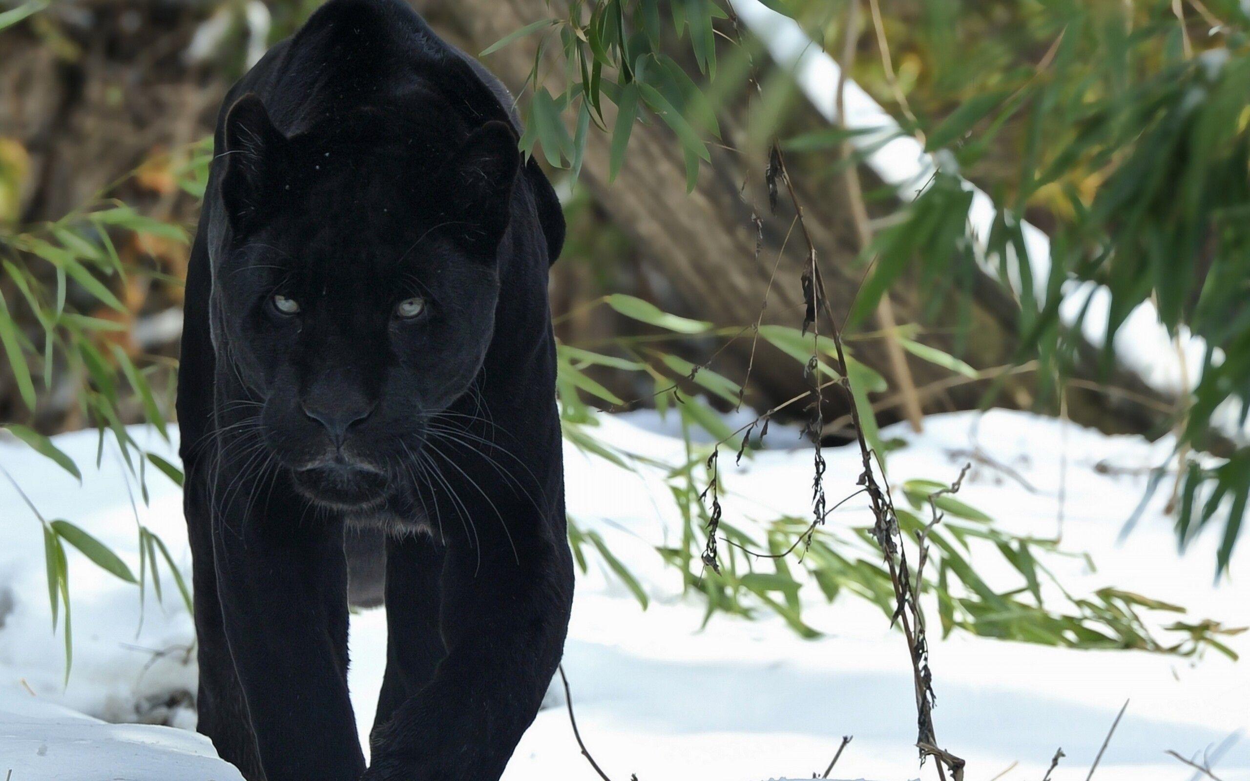 2560x1600 Black Panther 2560x1600 Resolution HD 4k Wallpaper