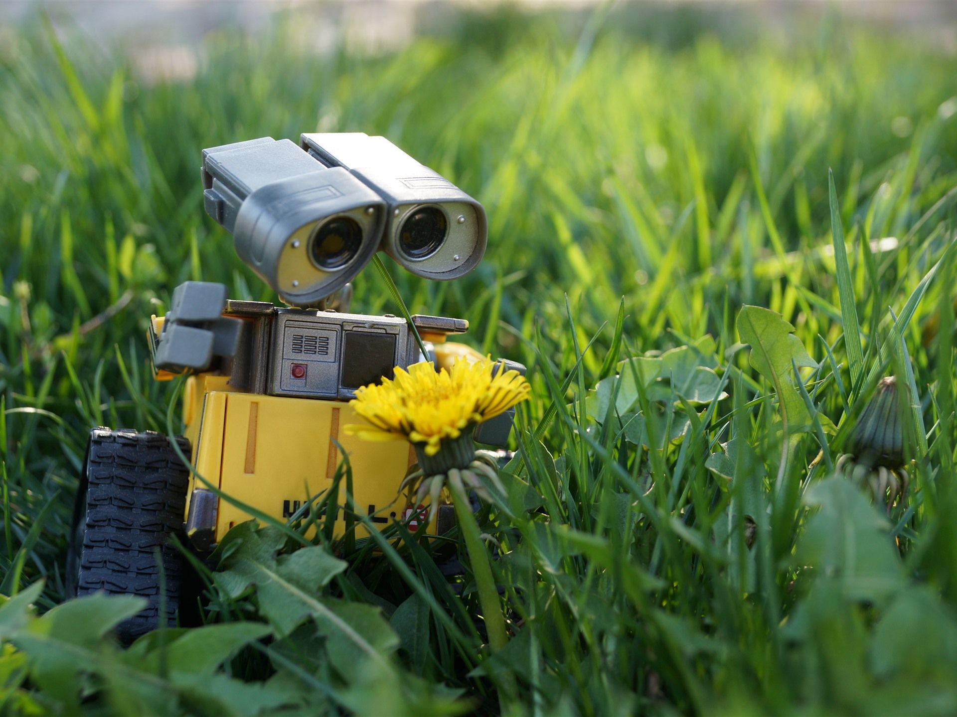 1920x1440 Wallpaper Wall E, Robot, Yellow Flower 5120x2880 UHD 5K Picture, Image