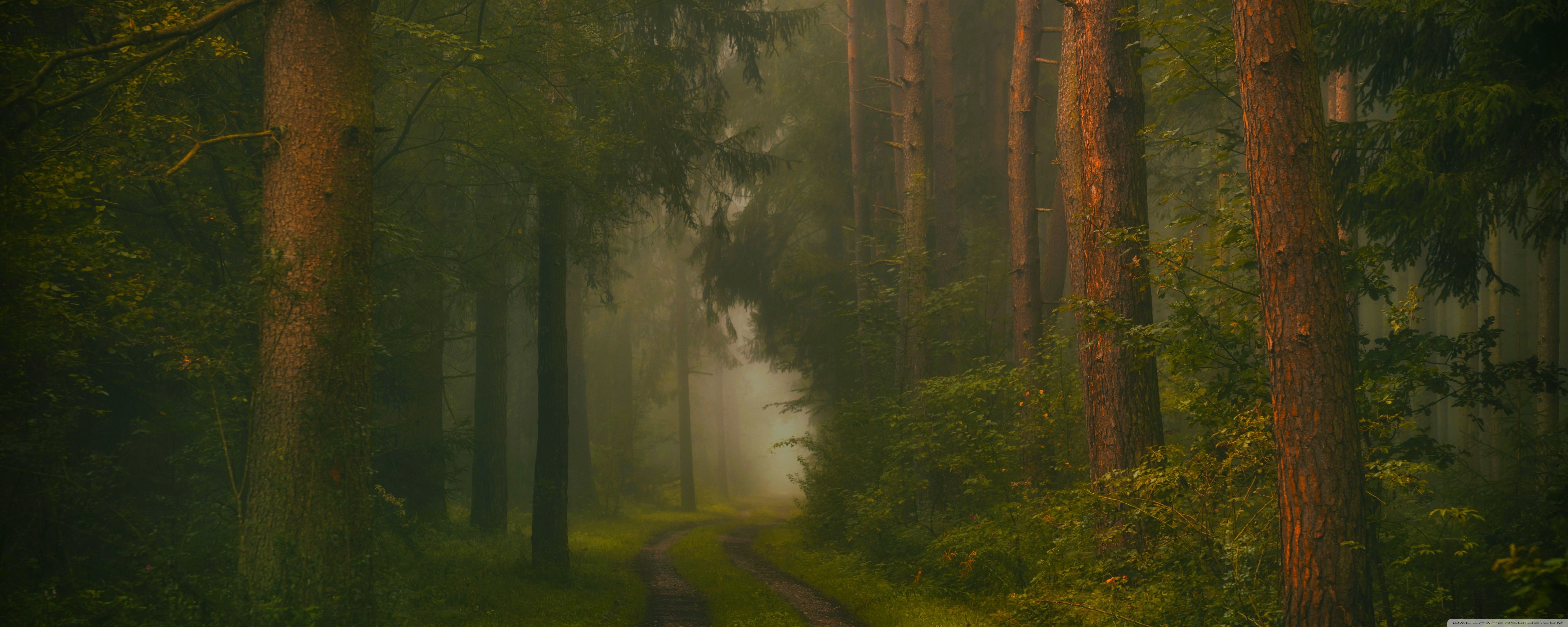 5120x2048 Forest, Trees, Road, Fog, Mysterious 4K UHD Wallpaper for UltraHD Desktop and TV : Widescreen and UltraWide Display : Dual Monitor : Smartphone and Tablet Devices
