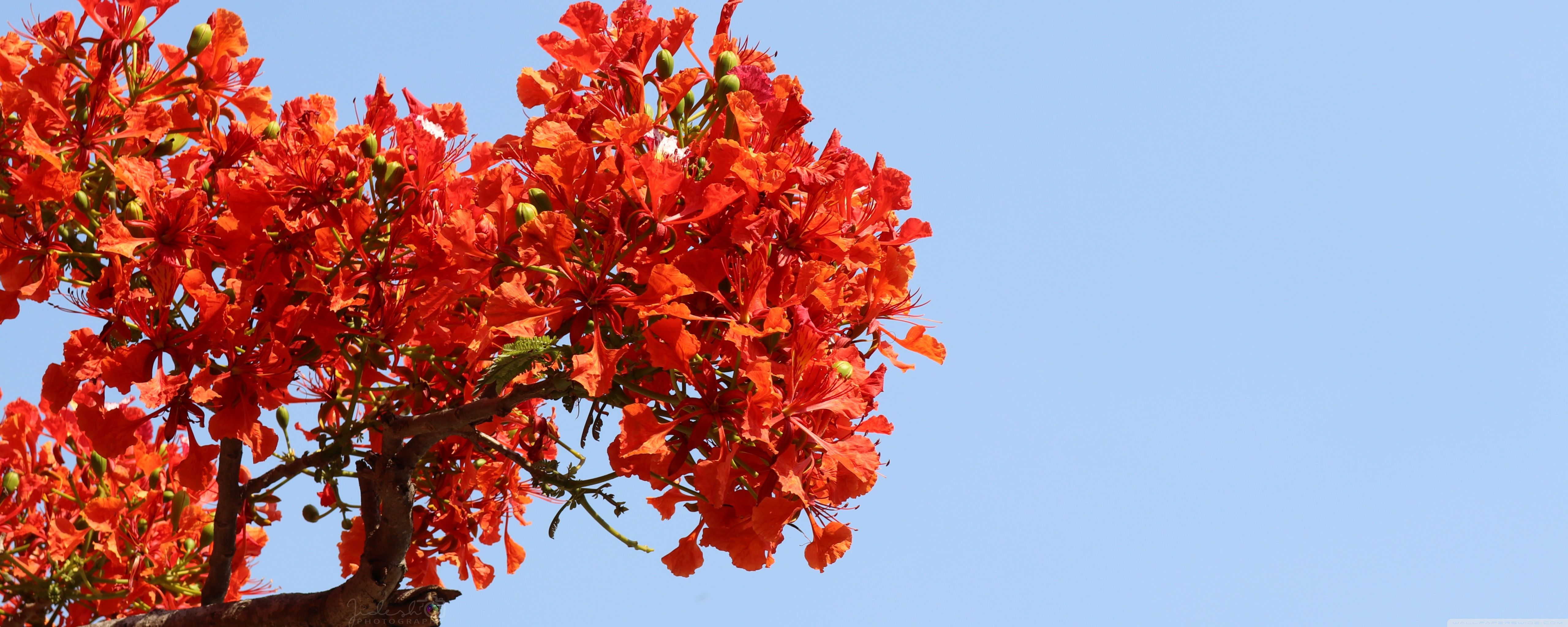 5120x2048 Flower 4K UHD Wallpaper for UltraHD Desktop and TV : Widescreen and UltraWide Display : Dual Monitor : Smartphone and Tablet Devices