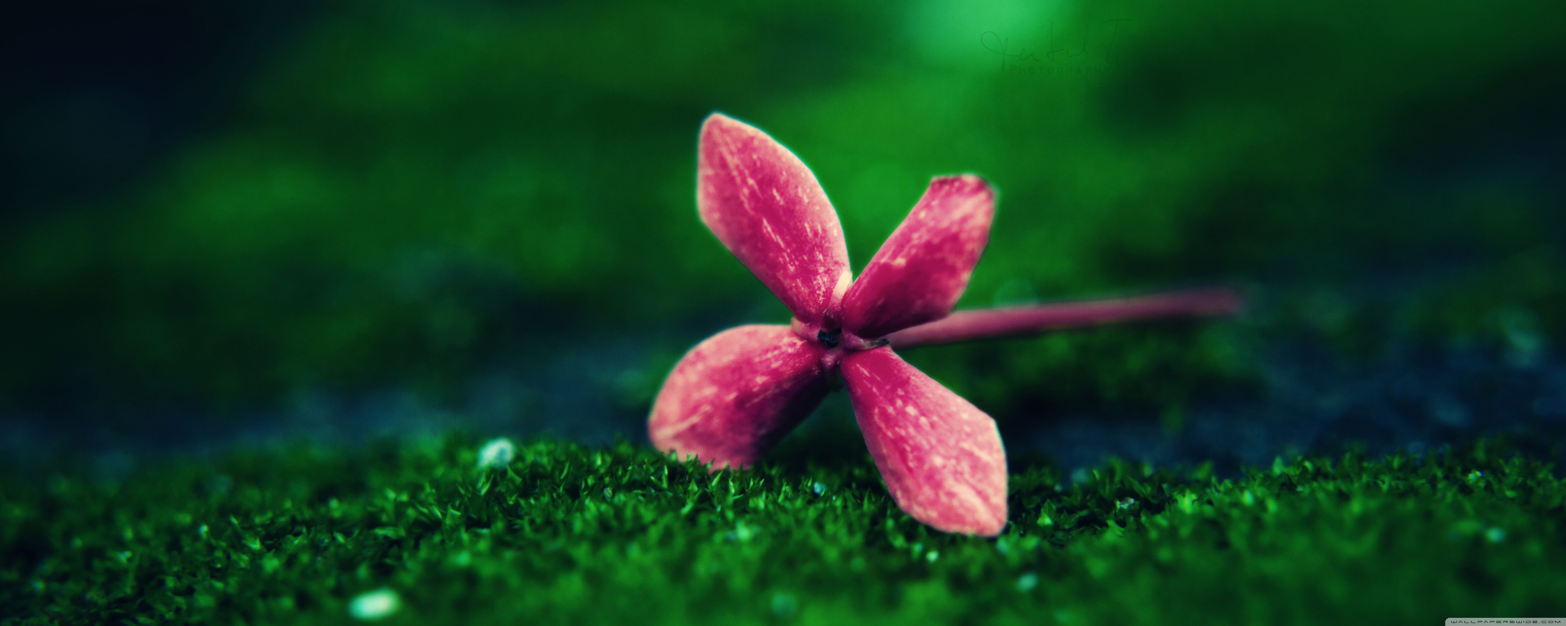 5120x2048 Flower on Grass 4K UHD Wallpaper for UltraHD Desktop and TV : Widescreen and UltraWide Display : Dual Monitor : Smartphone and Tablet Devices