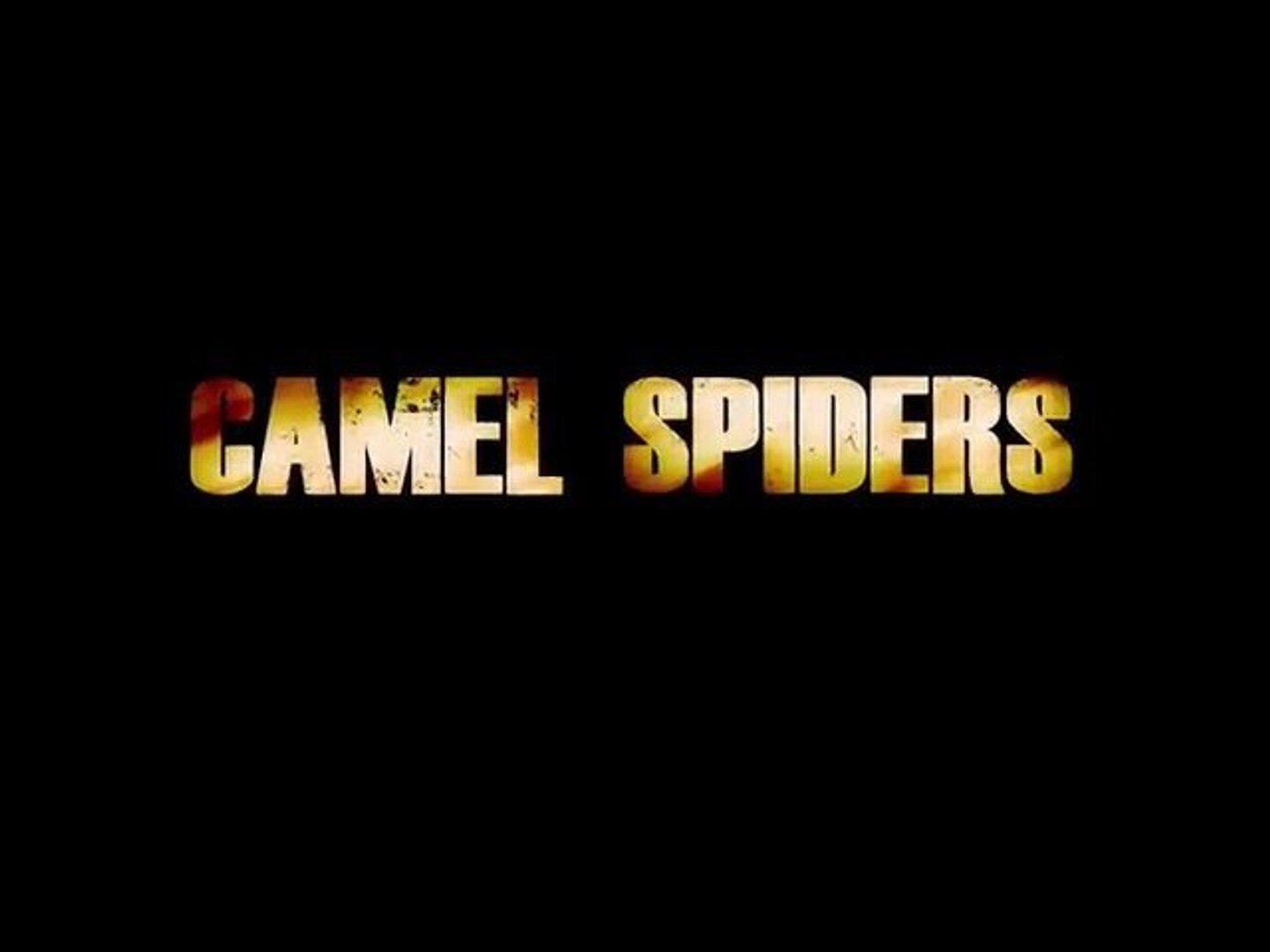 1440x1080 Camel Spiders