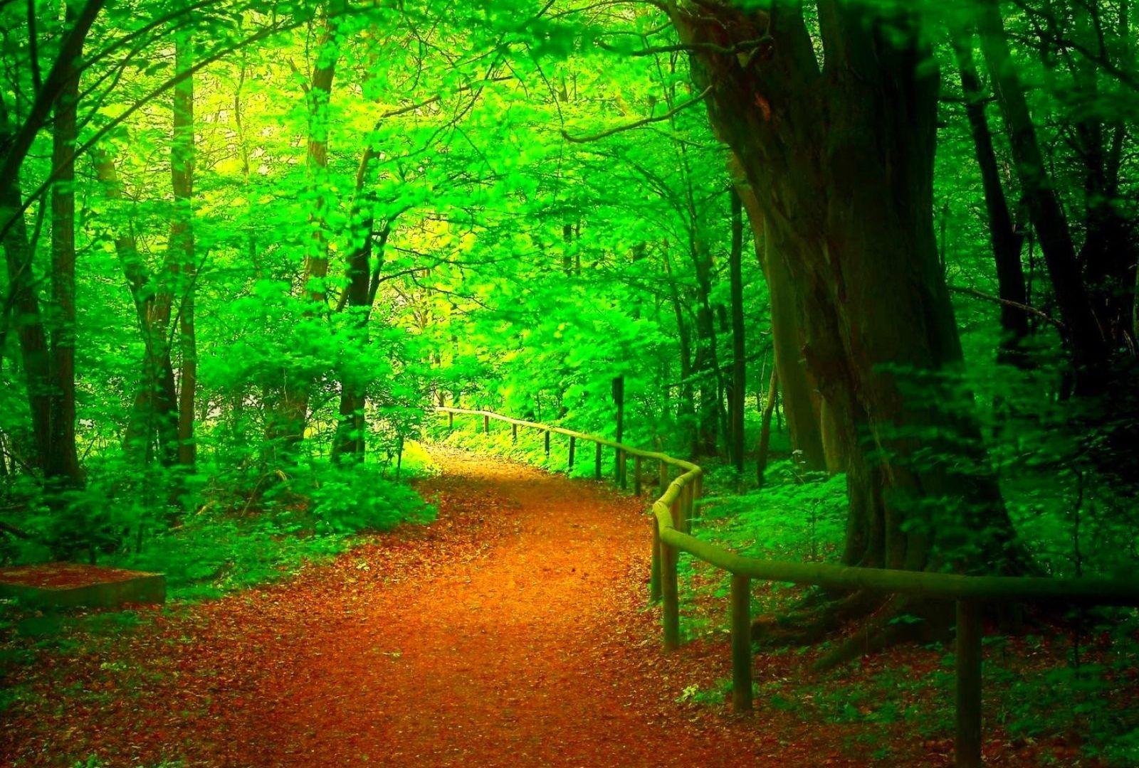 Live Nature Wallpapers Top Free Live Nature Backgrounds WallpaperAccess Live Nature Wallpapers Top Free Live Nature Backgrounds WallpaperAccess