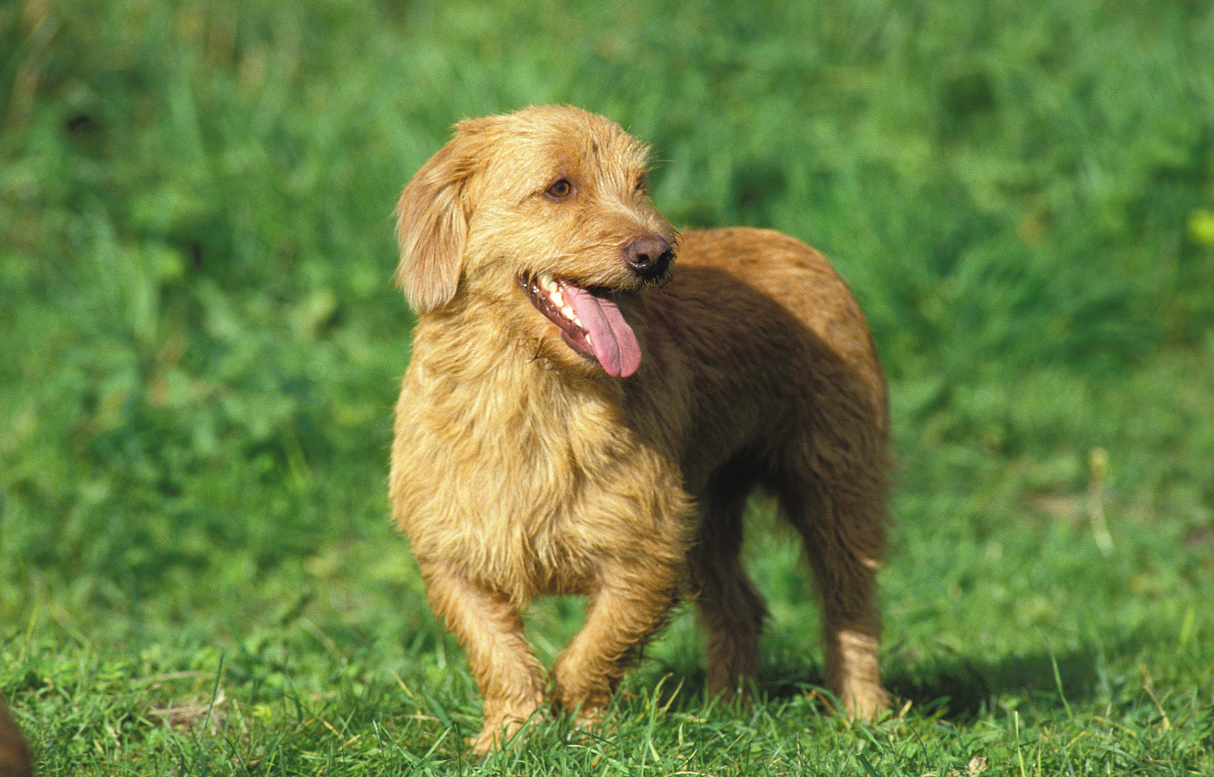4000x2560 Unleash the hounds! And terriers and lapdogs. The American Kennel Club adds 3 breeds. WPTF FM 92.9 / AM 680