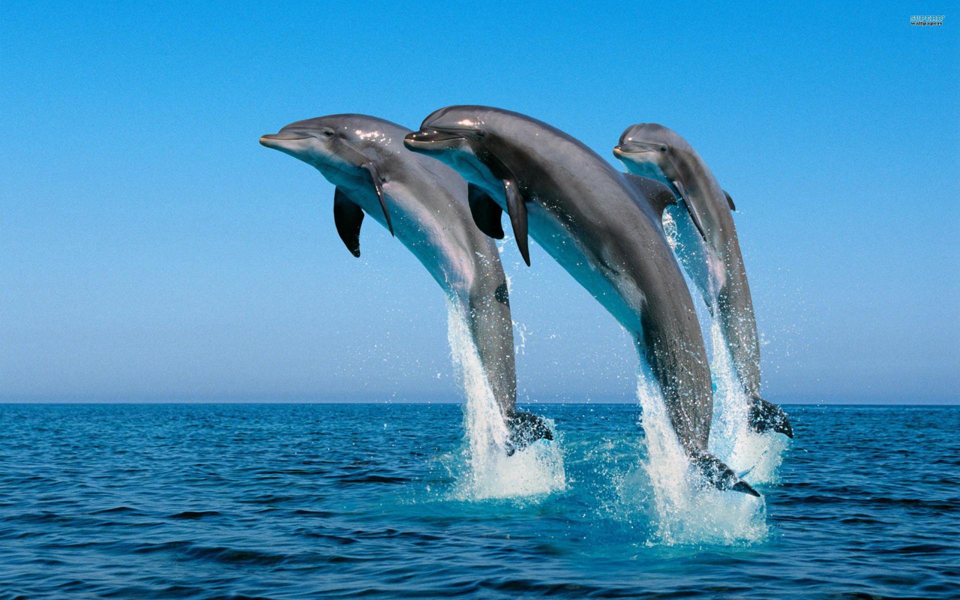 1920x1200 Animation Nature Wallpaper