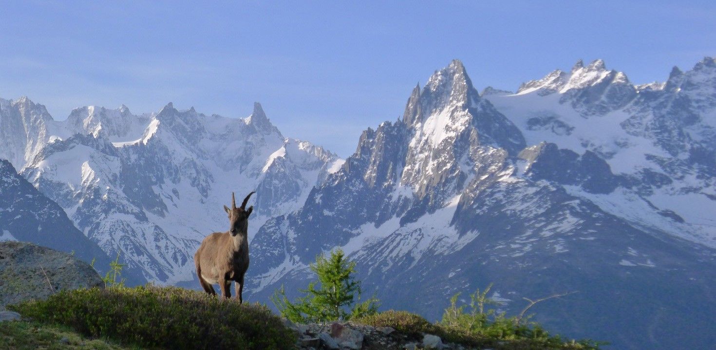 1470x720 Chamonix Walk From Tre Le Champ To Lac Blanc