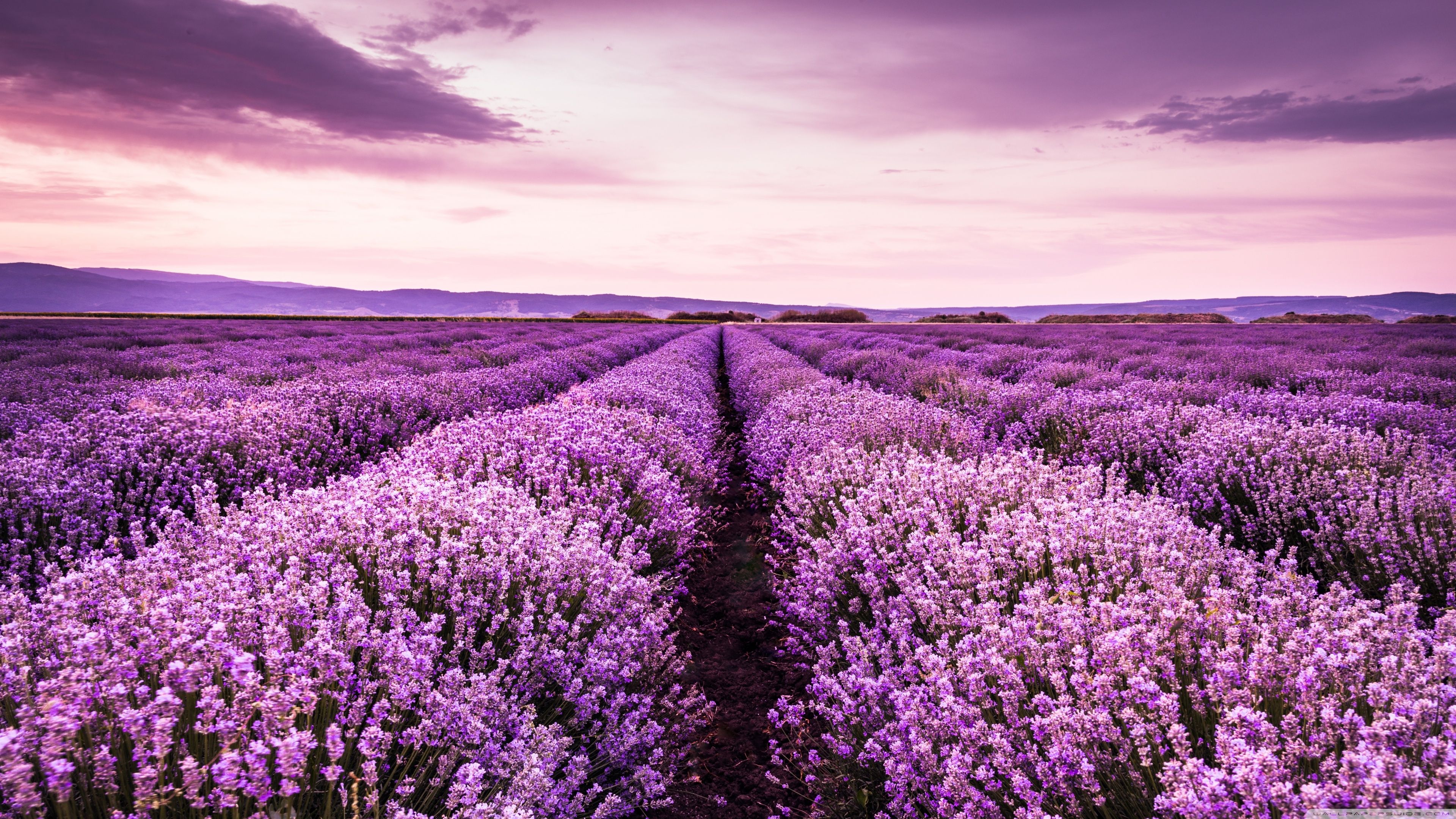 3840x2160 Beautiful Purple Flowers Field 4K UHD Wallpaper for UltraHD Desktop and TV : Widescreen and UltraWide Display : Dual and Triple Monitor : Smartphone and Tablet Devices