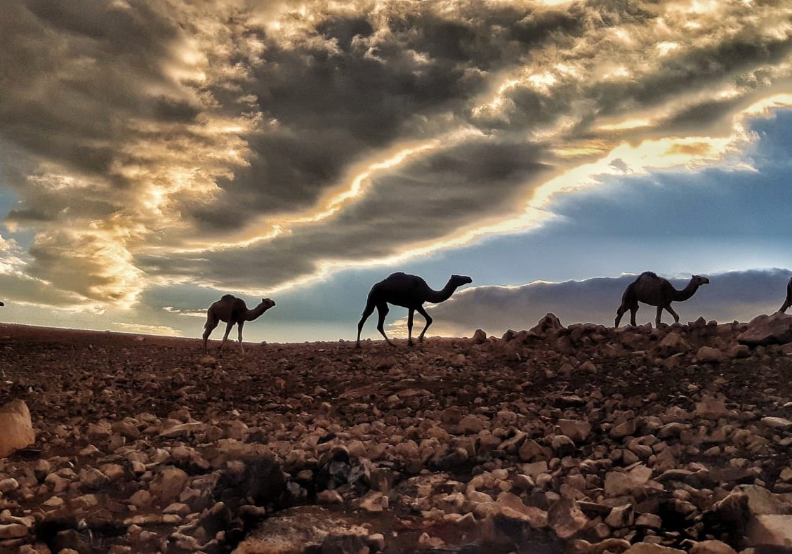 1128x789 Finjan x Ben Midbar: Caravan into the Negev Desert • Finjan