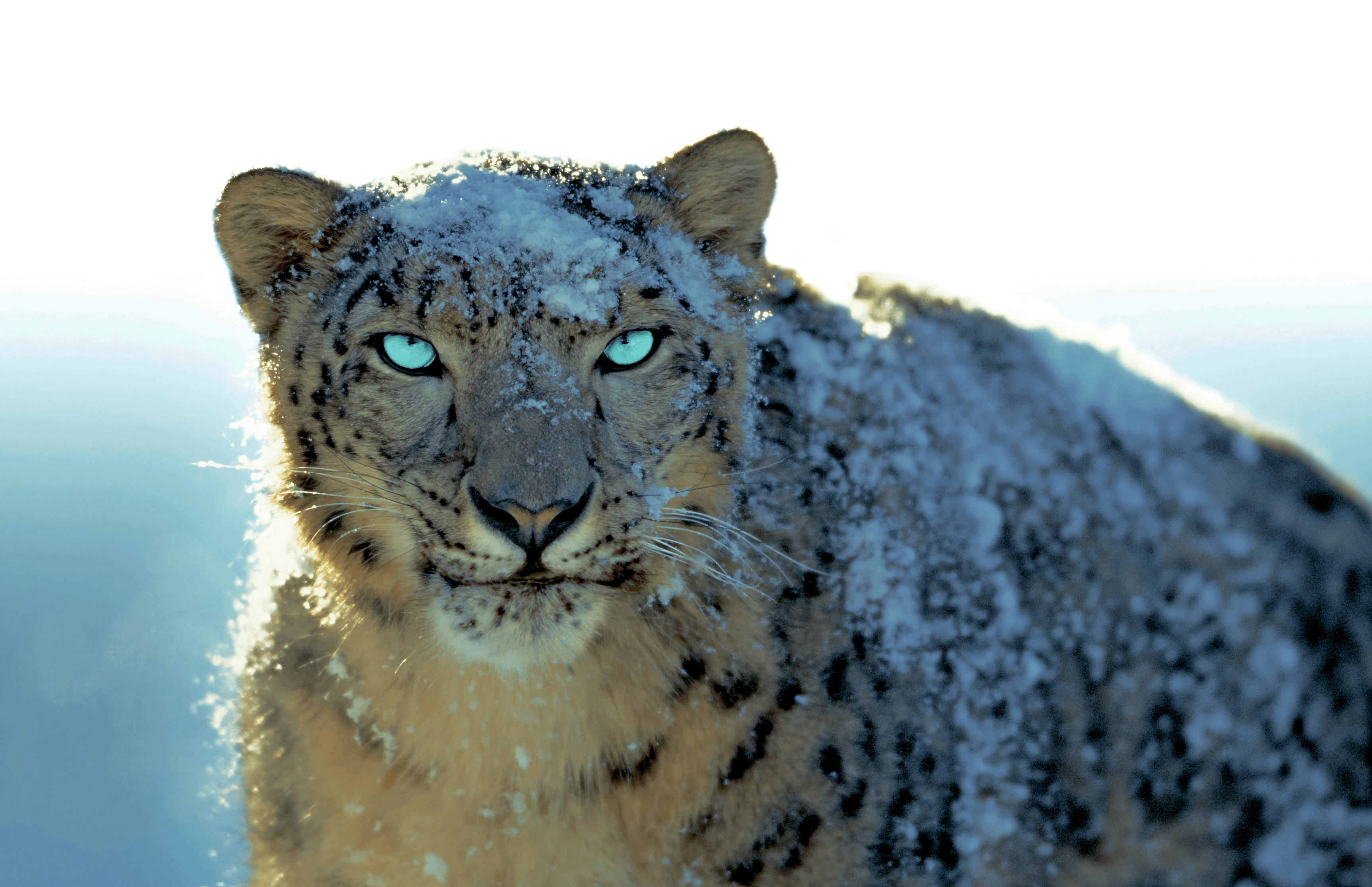 3456x2234 Mac OS X Snow Leopard 4k [3456×2234]
